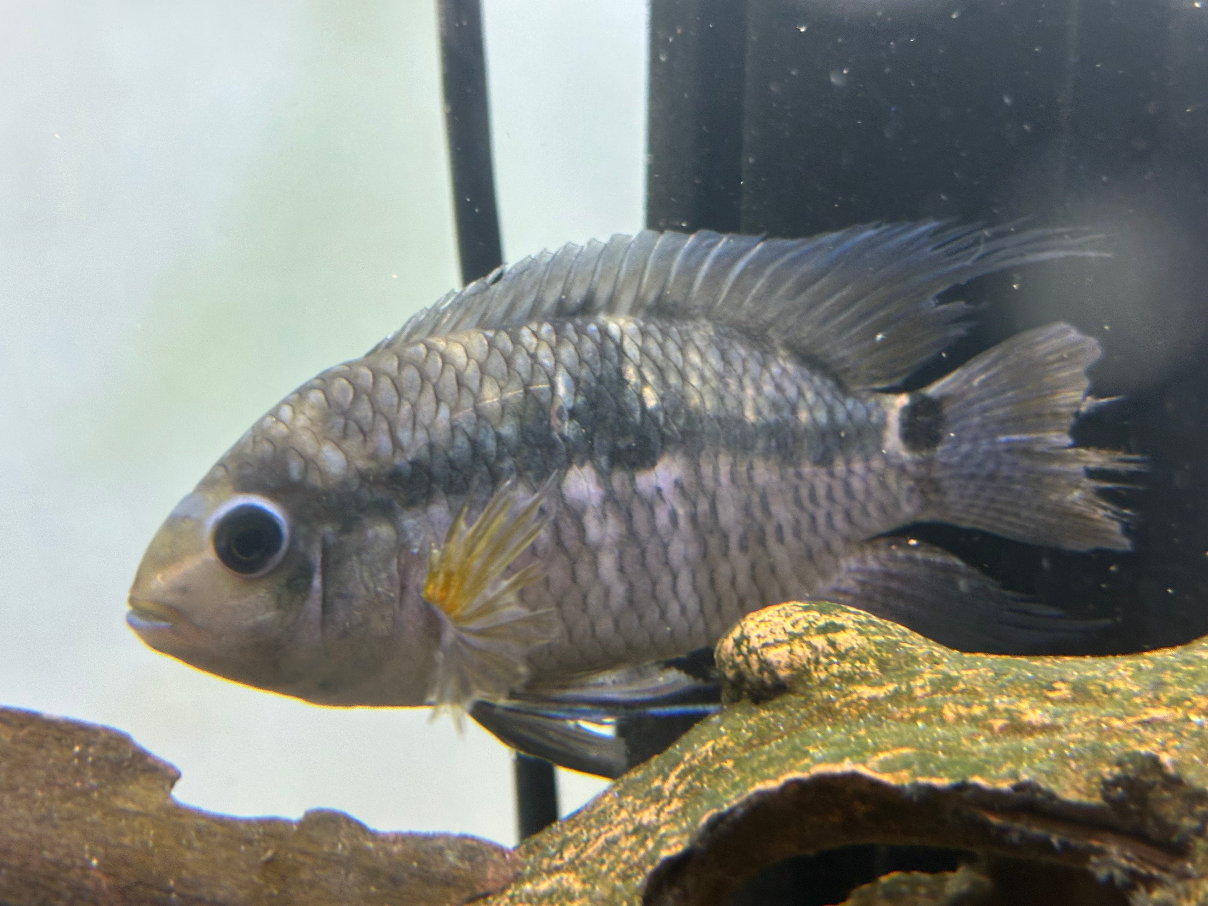 Large Black Acara Cichlid Breeding Pair (5.5-6”)