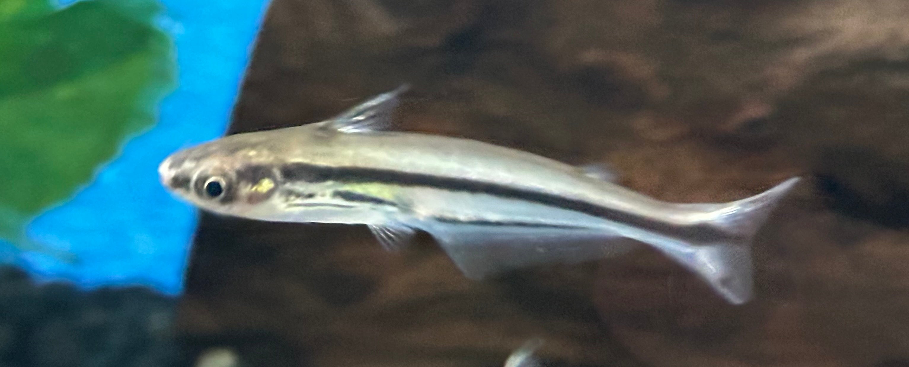 African Debawi Catfish (2.5”)