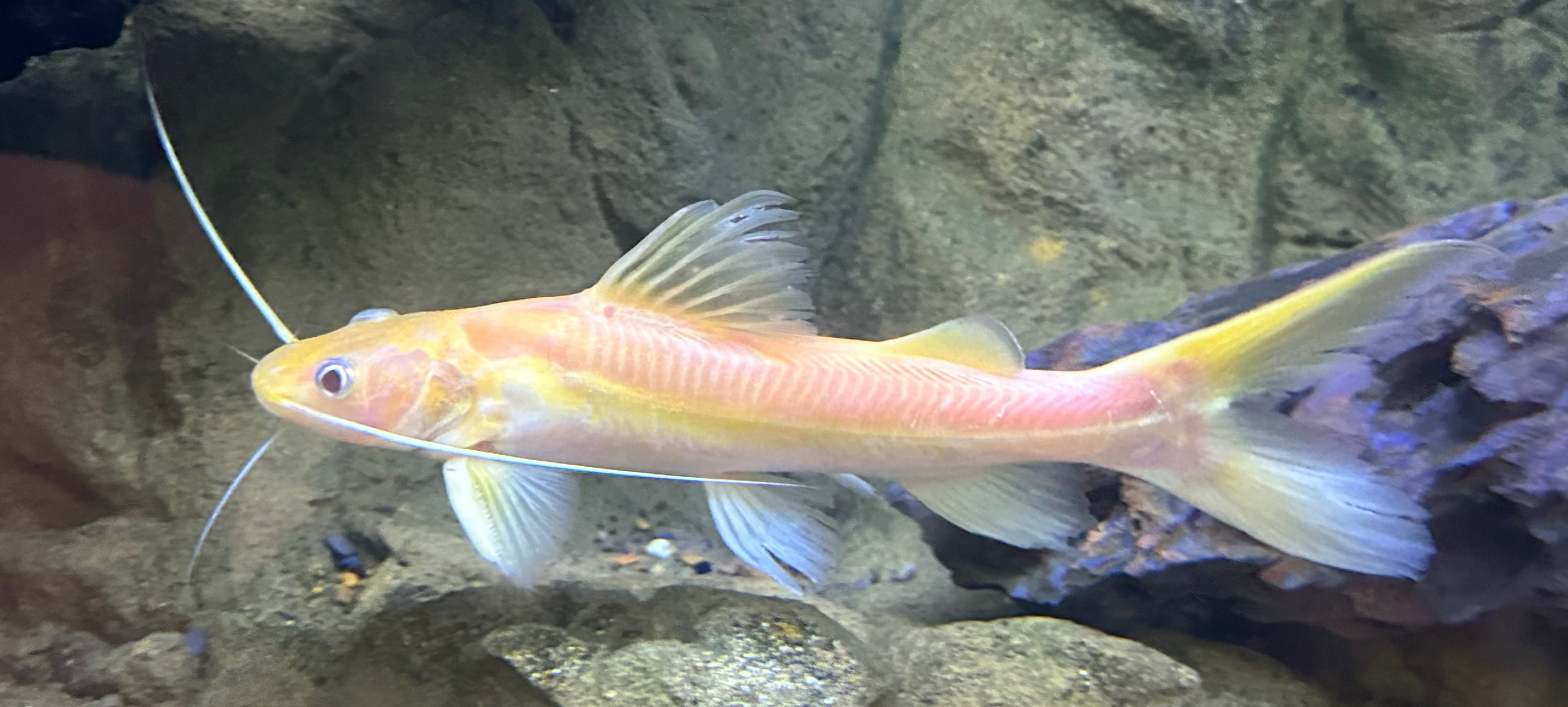 Albino Nemurus Catfish (8-9”)
