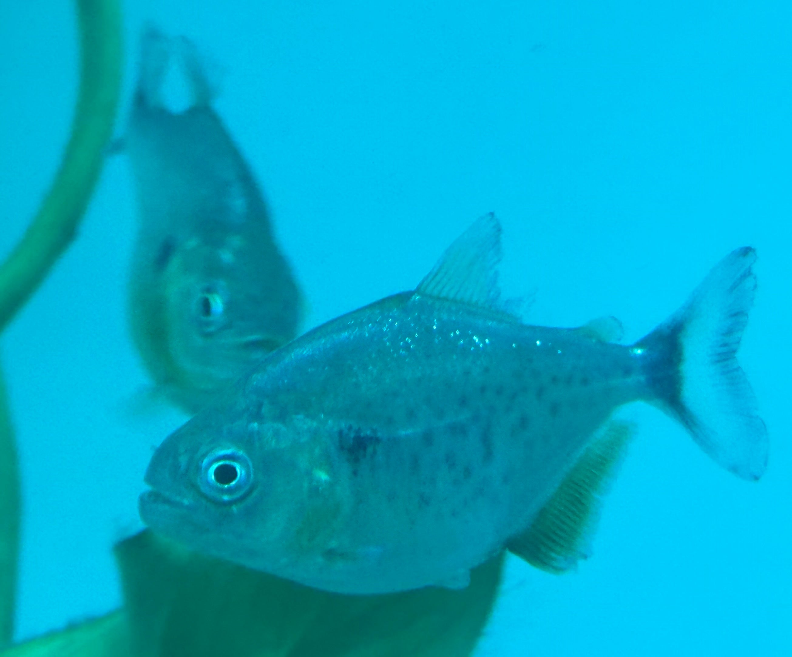 CB Caribe Piranha (2-2.25”)