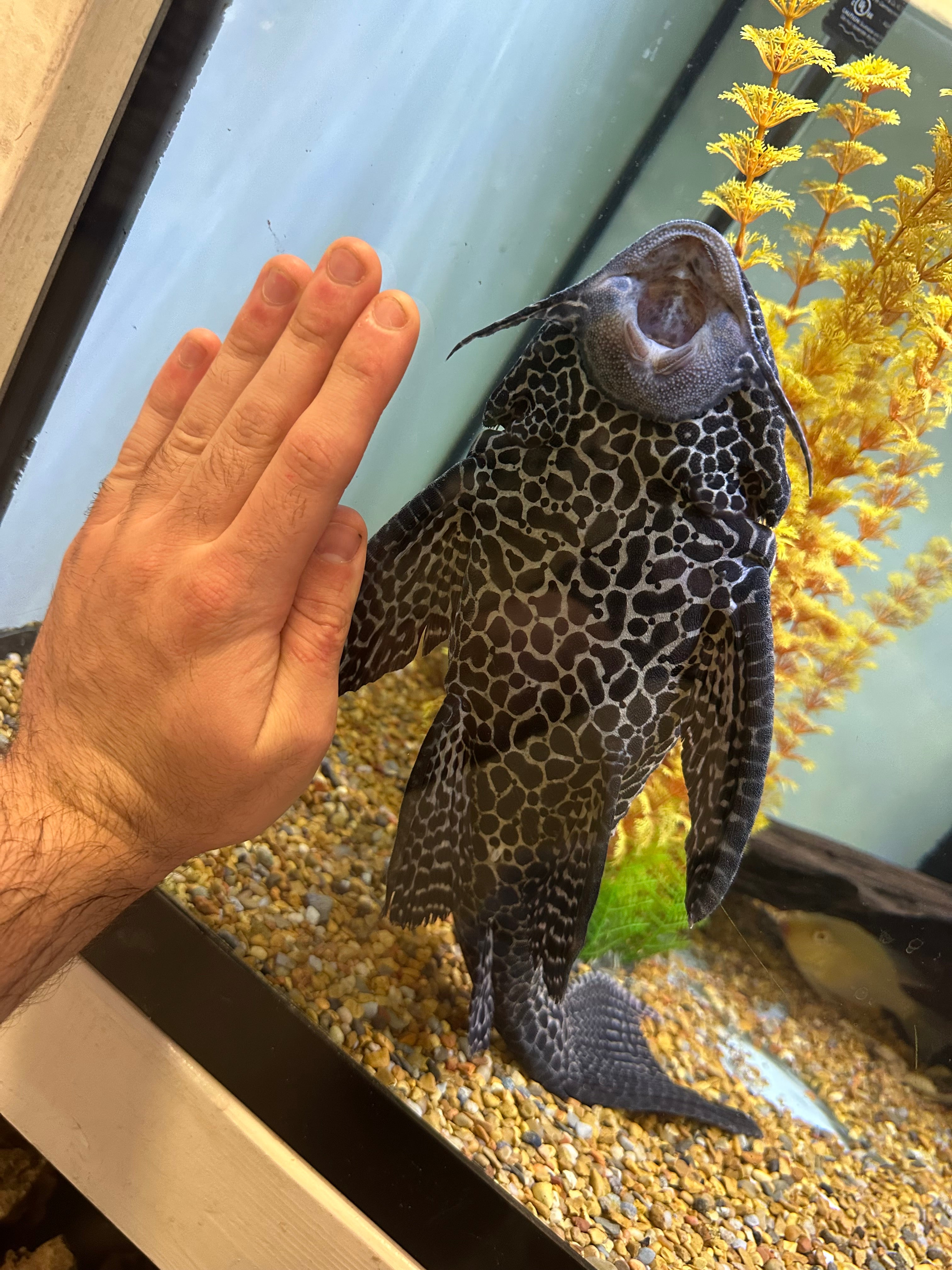 Jumbo Gibbicepts Pleco (14-15”)