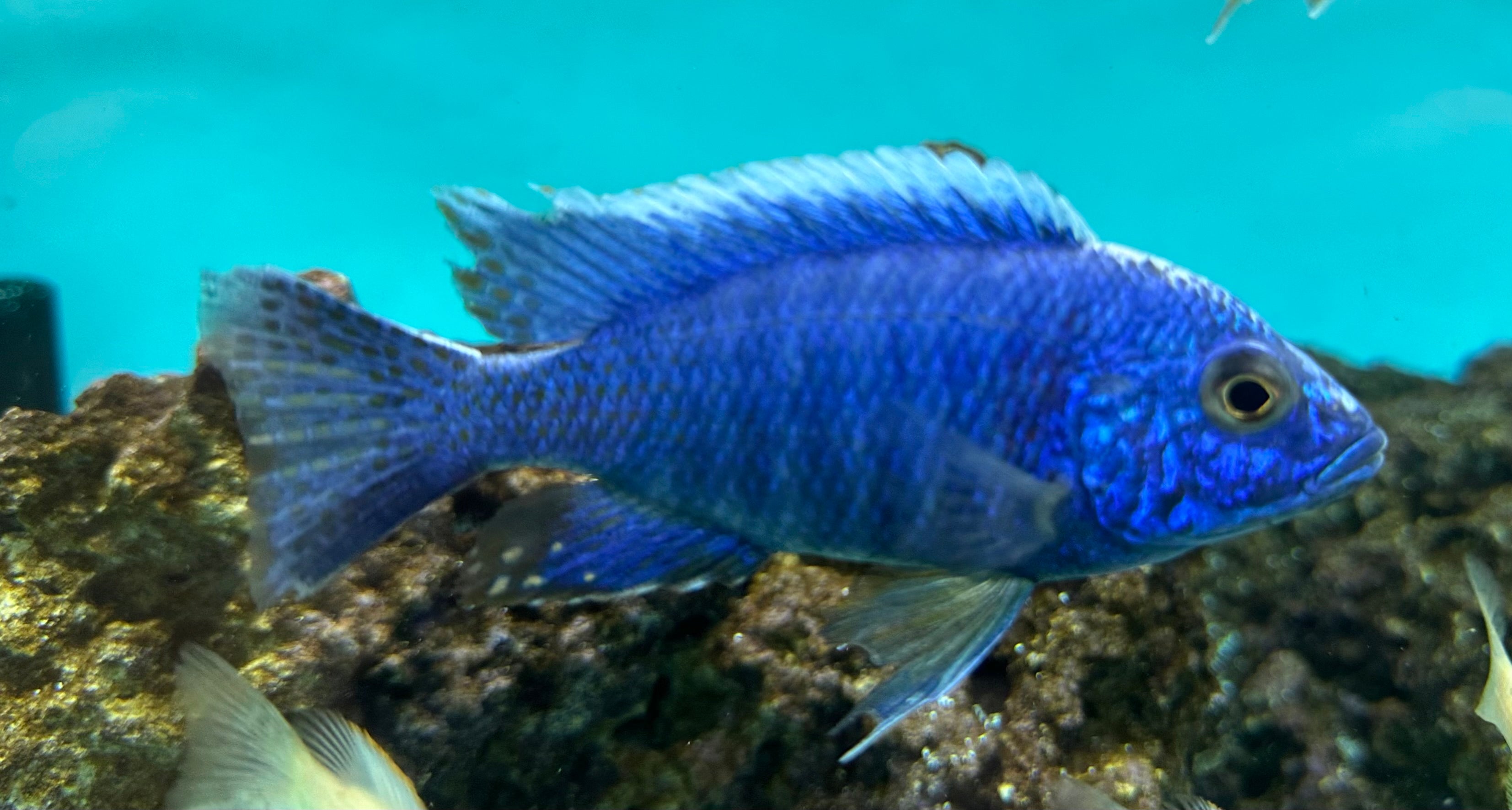 Assorted Male Peacock Cichlid (3.5-4”)