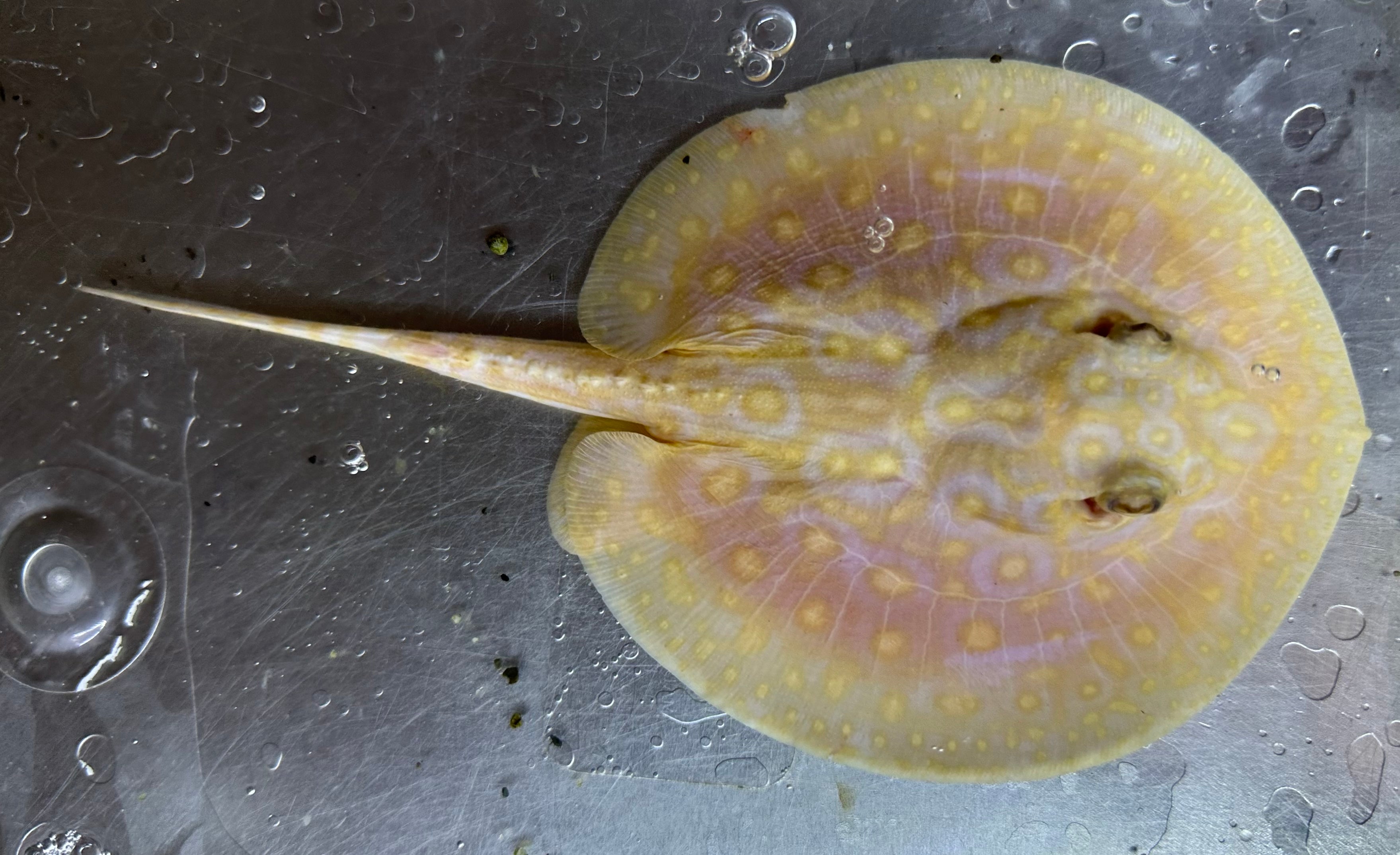 Albino Pearl Stingray (Male 5”)