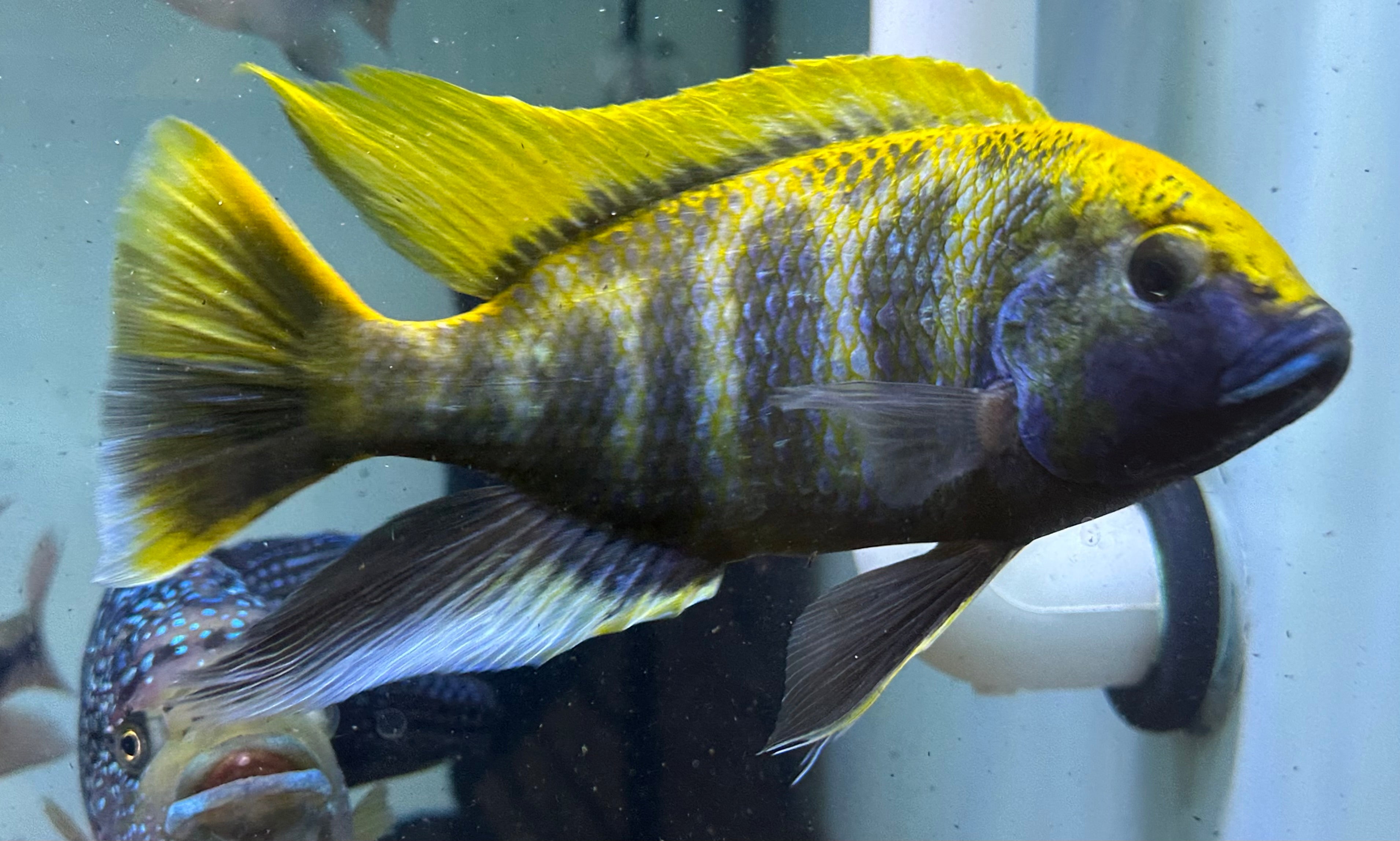 XL Venustus Cichlid (7”)
