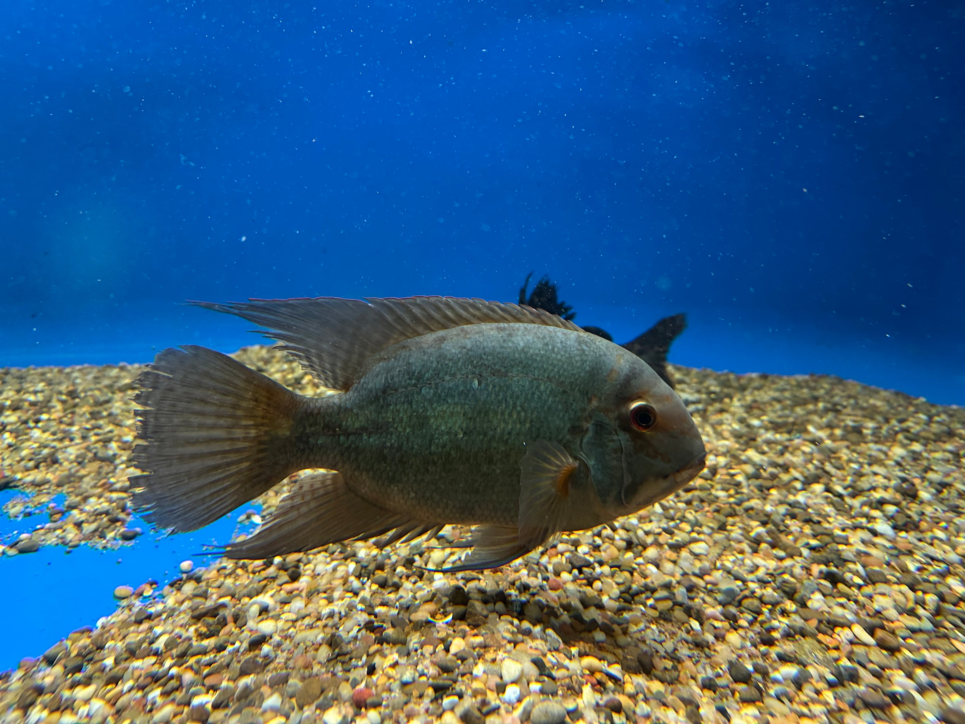 Jumbo True Parrot Cichlid (9”)