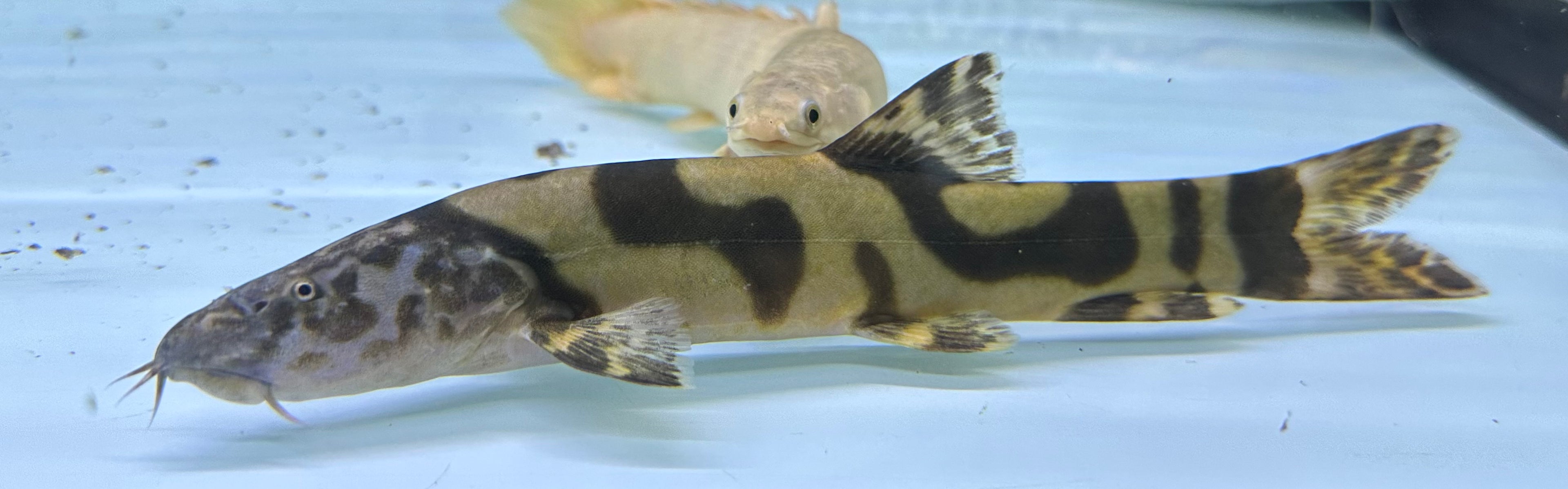 XL Imperial Flower Loach (8-8.5”)