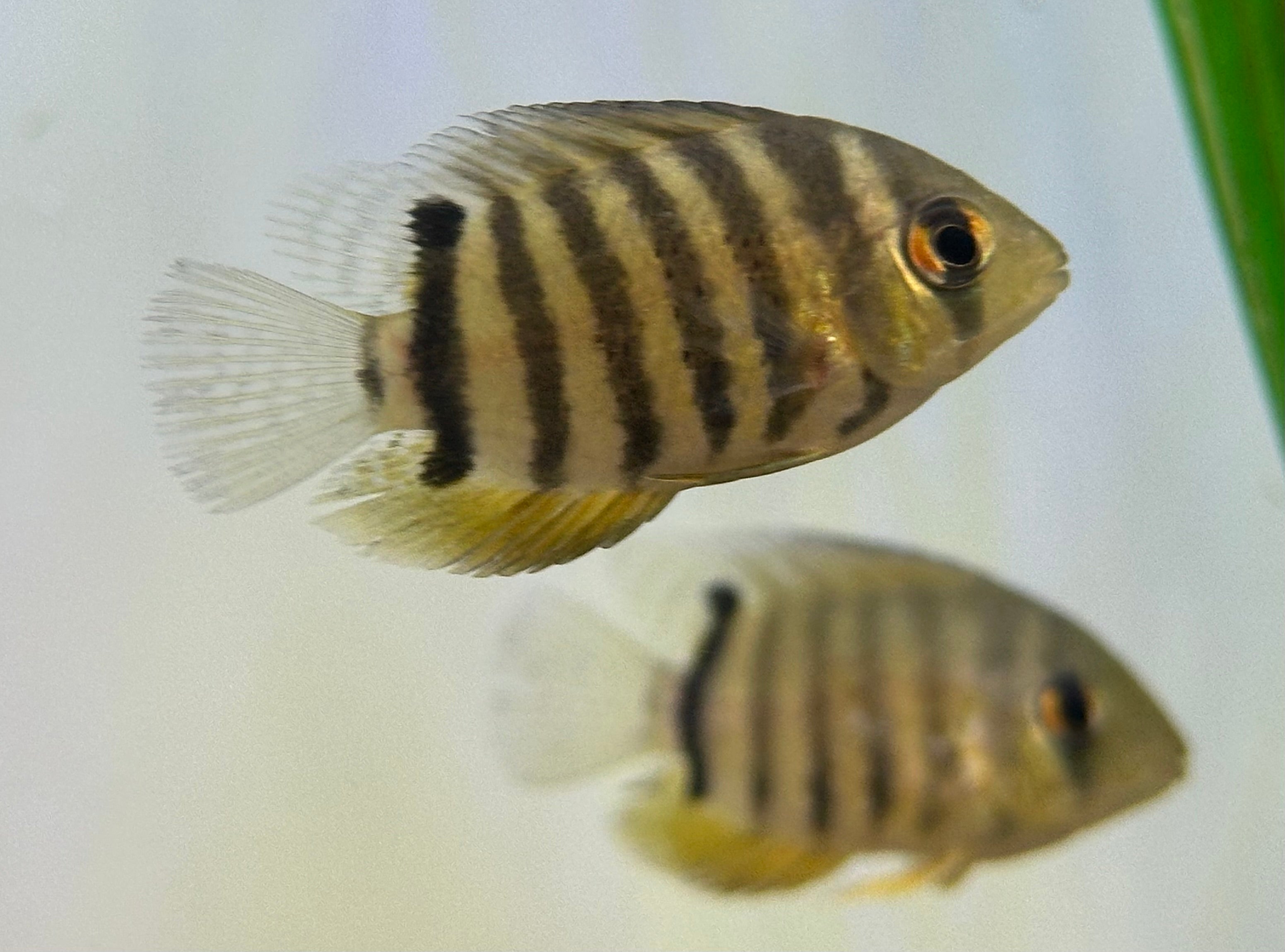 Baby Red Shoulder Severum (1.75-2”)