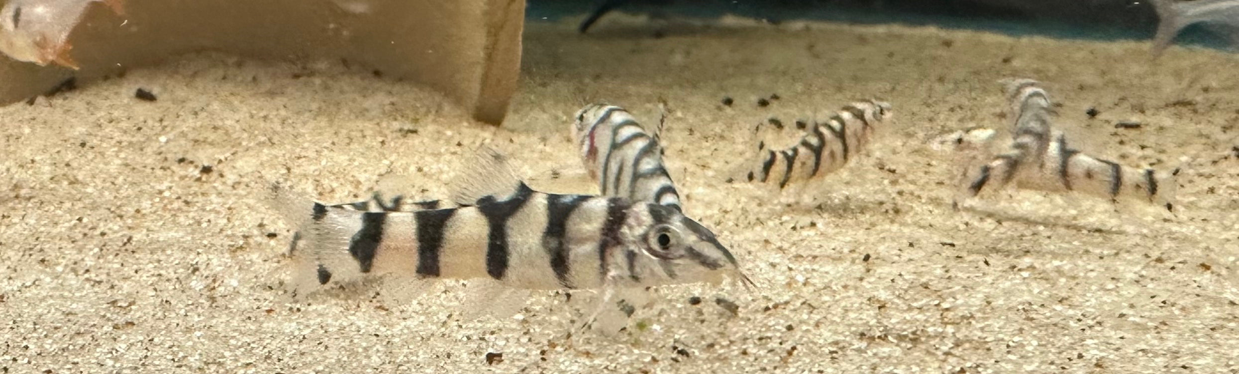 Yo Yo Loach (1.5”)