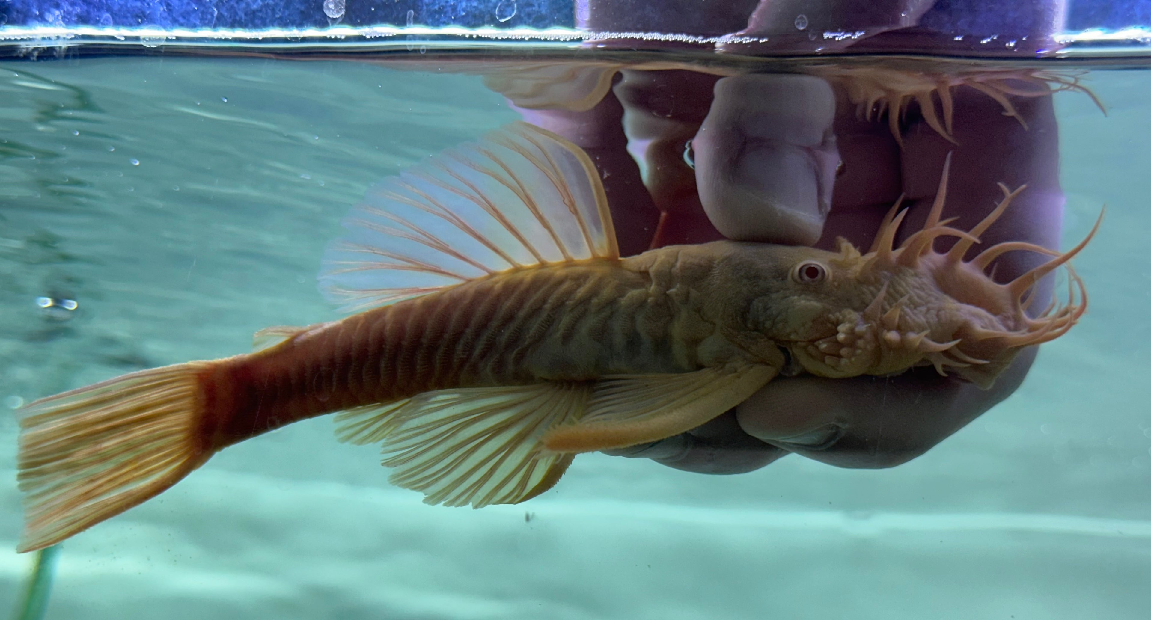 Jumbo Male Albino Bushynose Pleco (5-6”)