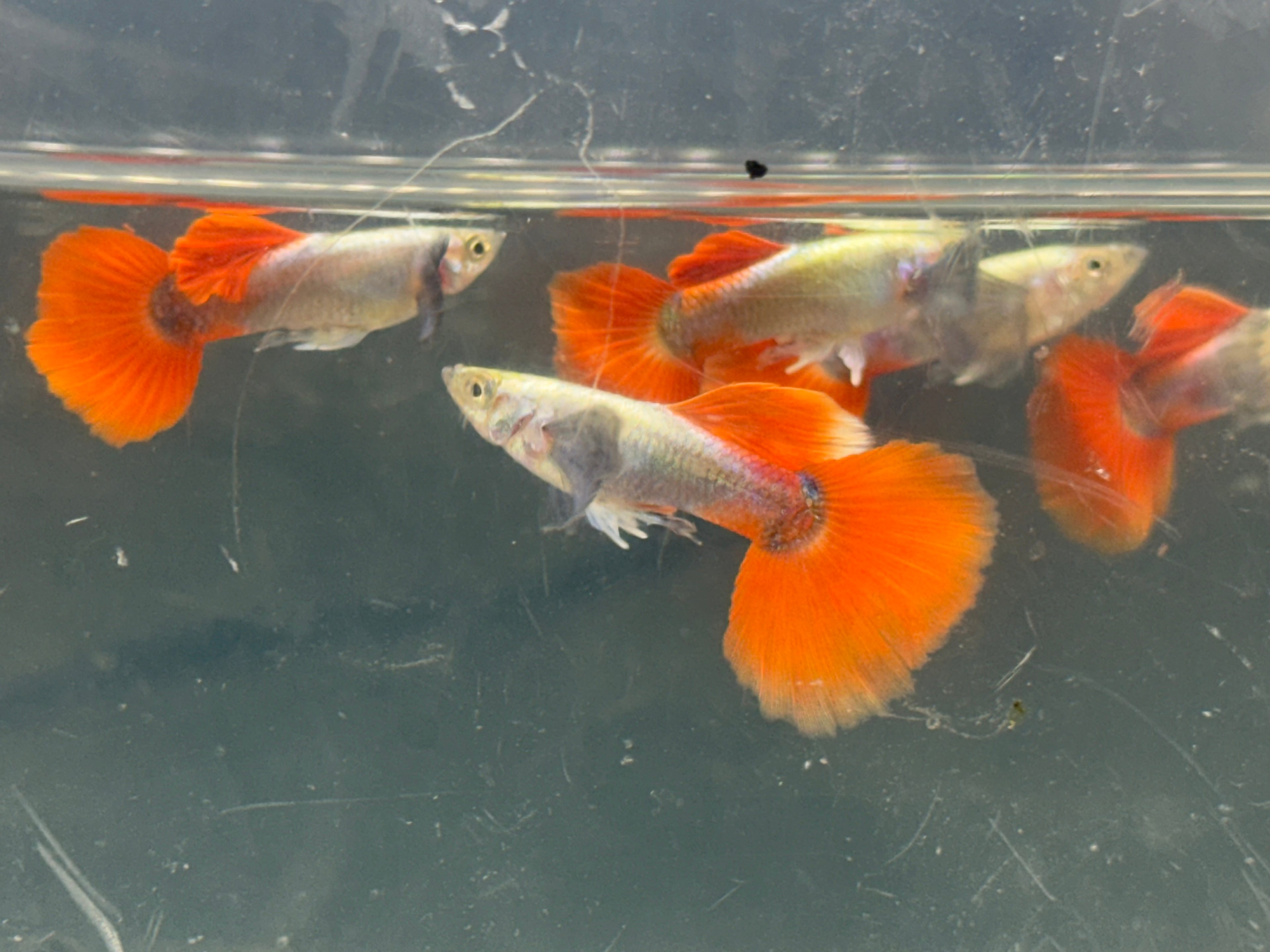 Dumbo Ear Red Sapphire Guppy Pair (1-1.25”)