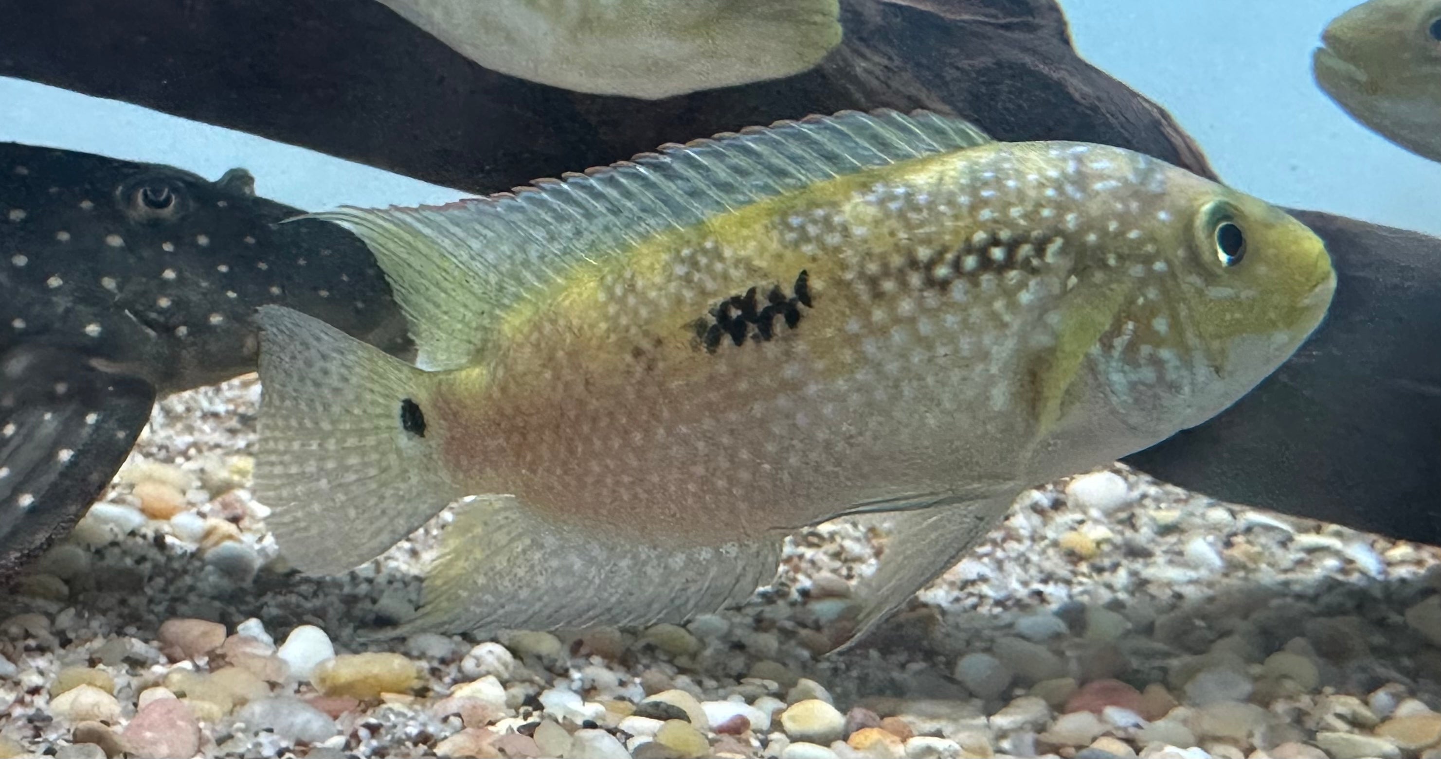 Jack Dempsey (3”)