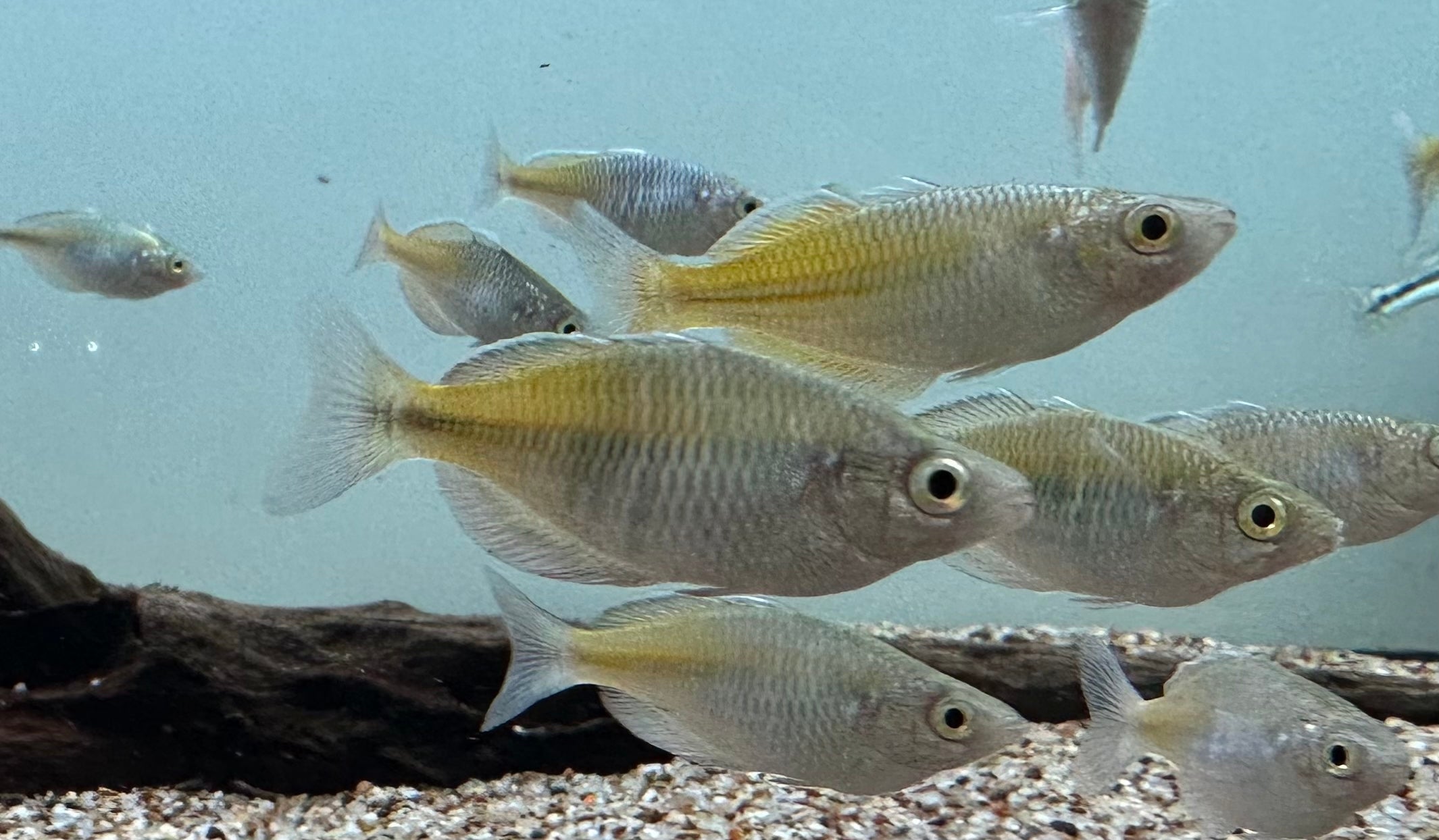 Male Bosemani Rainbow (2”)