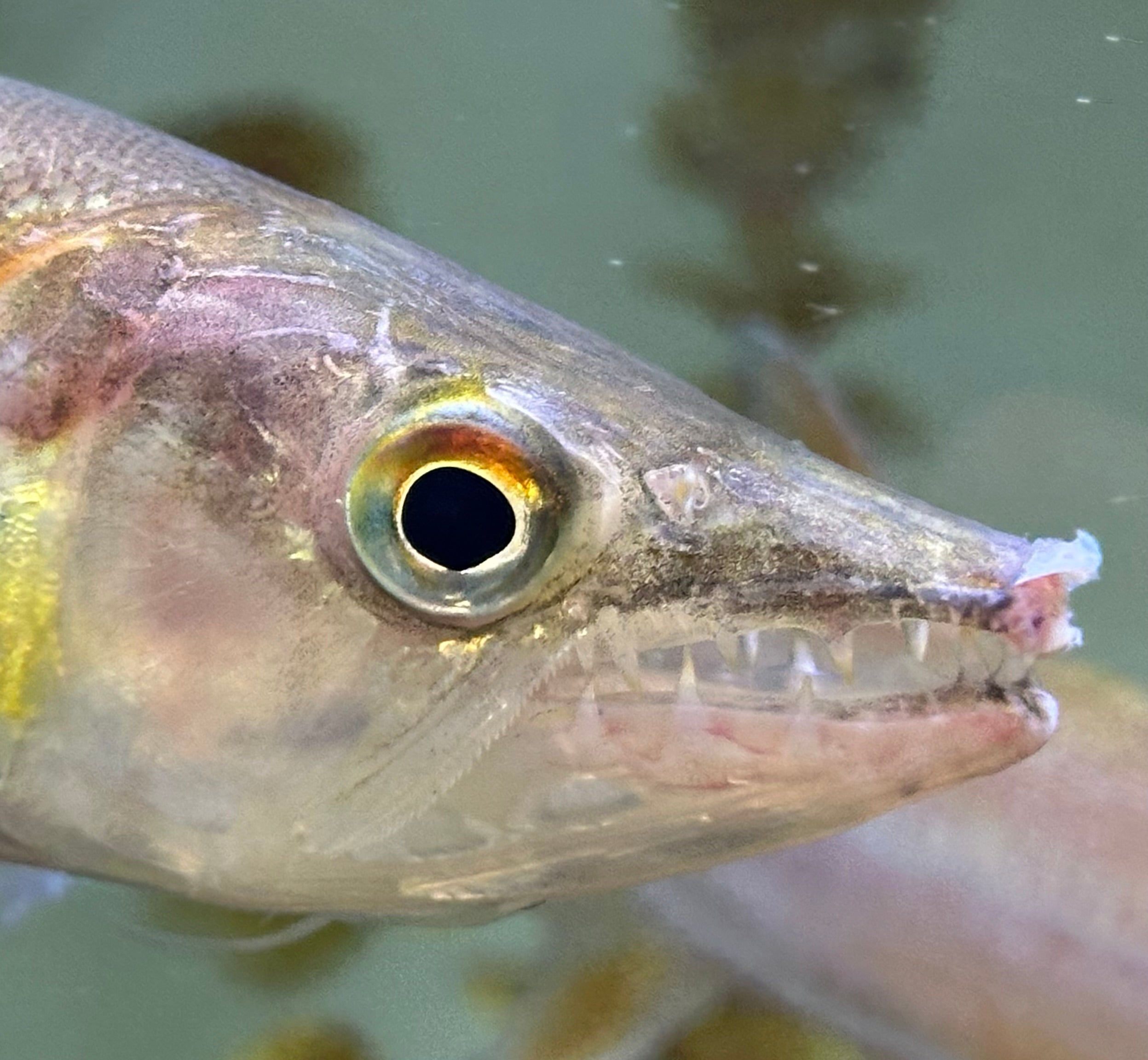 XL Redtail Barracuda (7-8”)