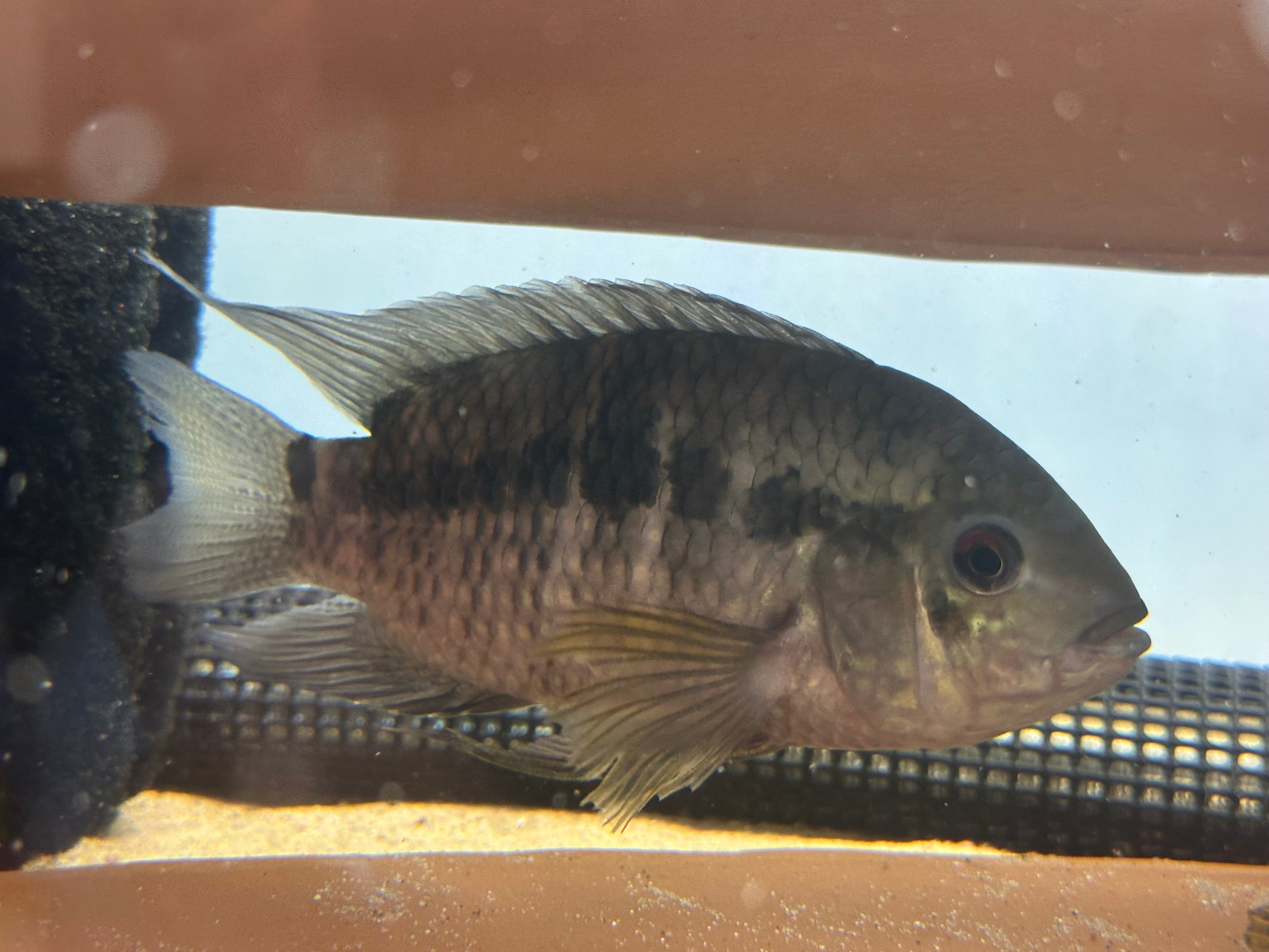Large Black Acara Cichlid Breeding Pair (5.5-6”)