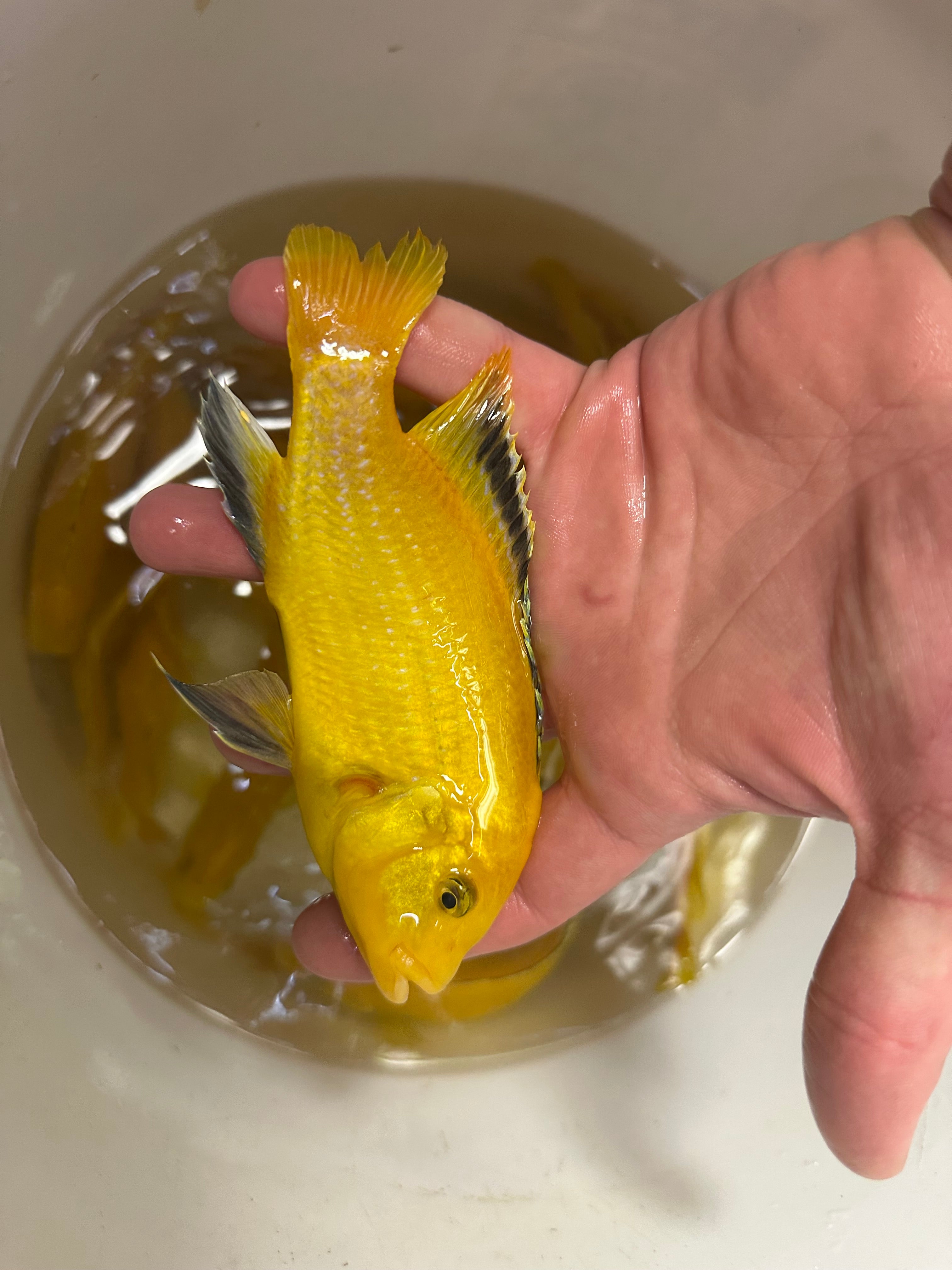 XL Yellow Lab Cichlid (4”+)