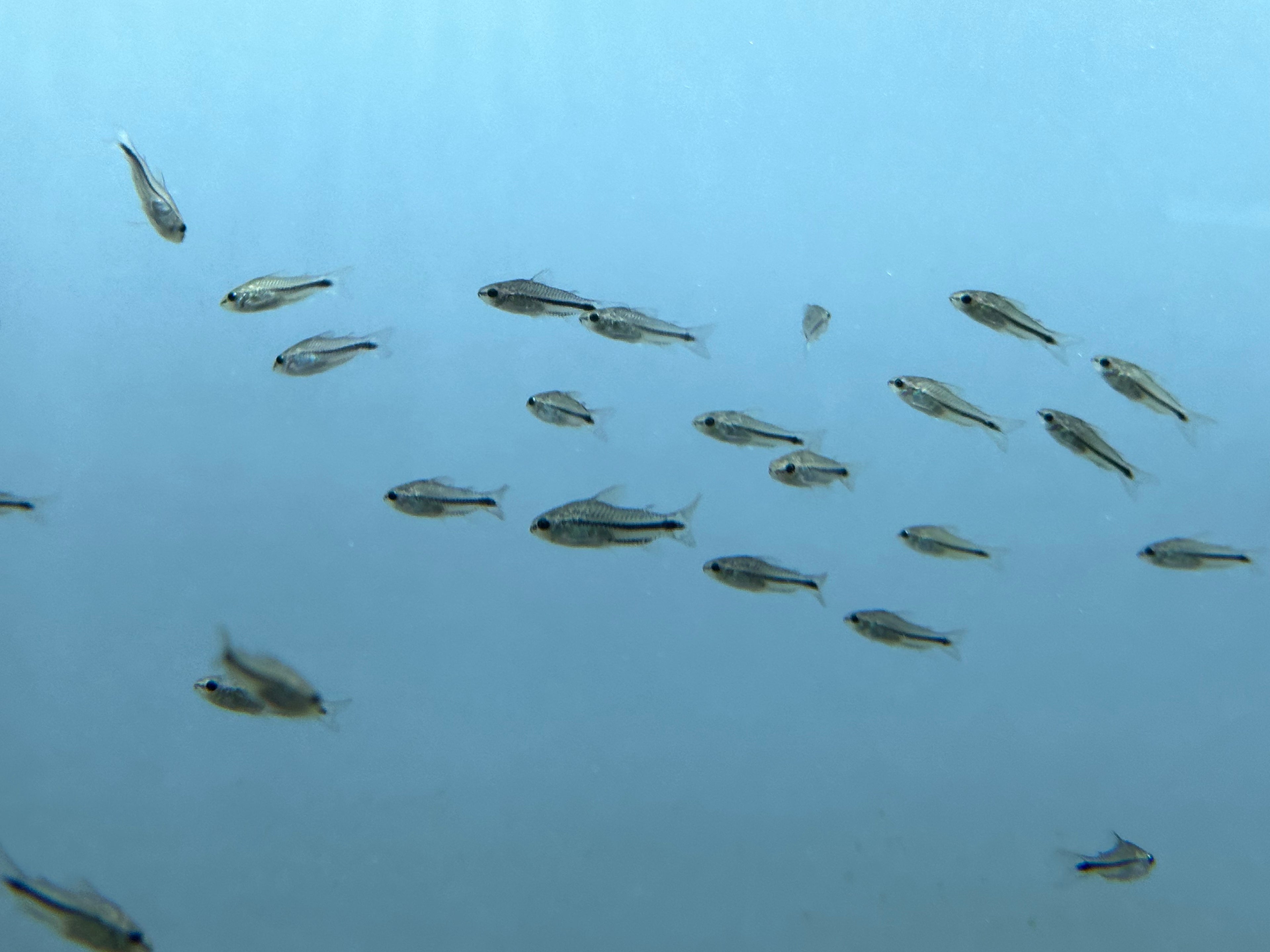 Pygmy Corydoras (.75-1”)