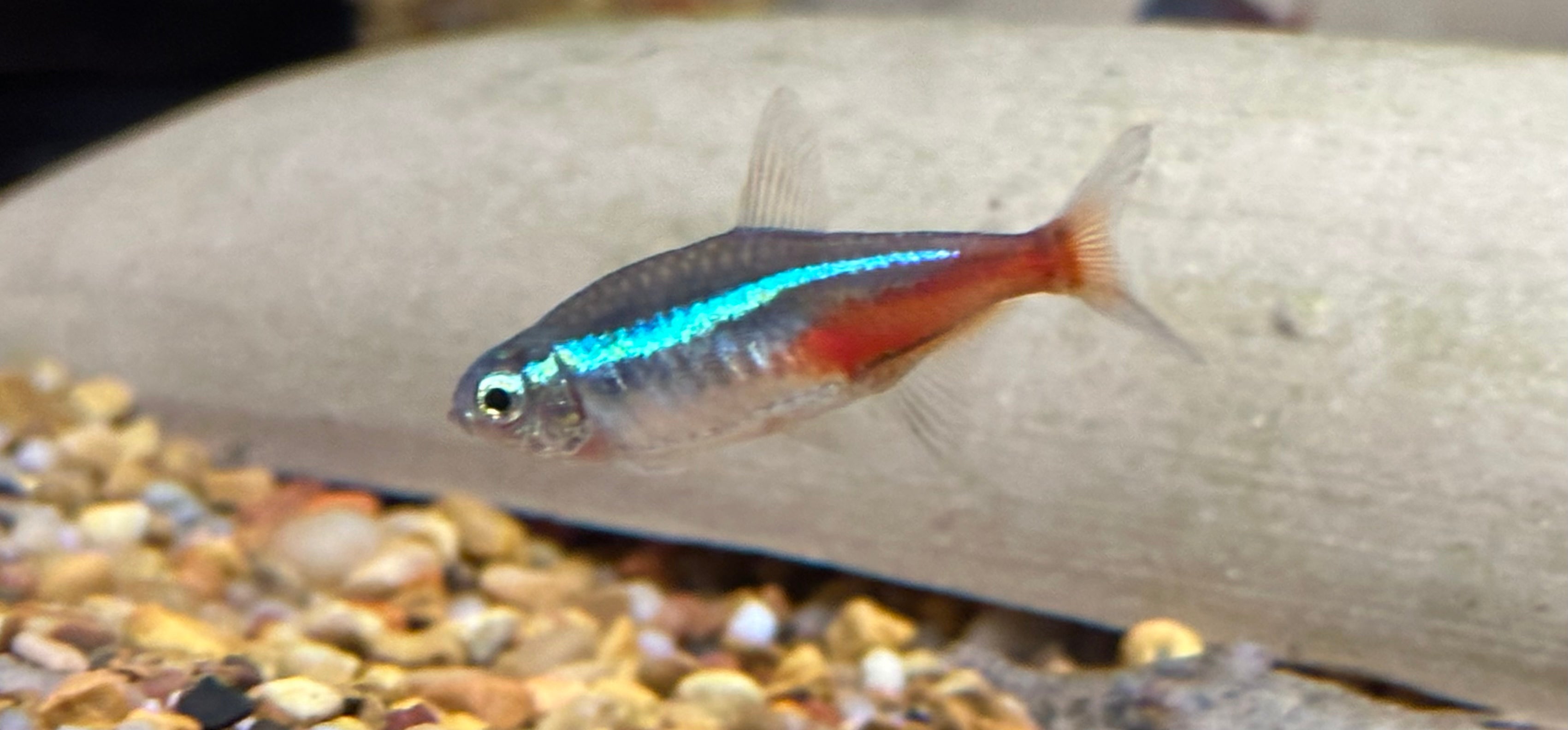 LARGE Neon Tetra (1.25-1.5")