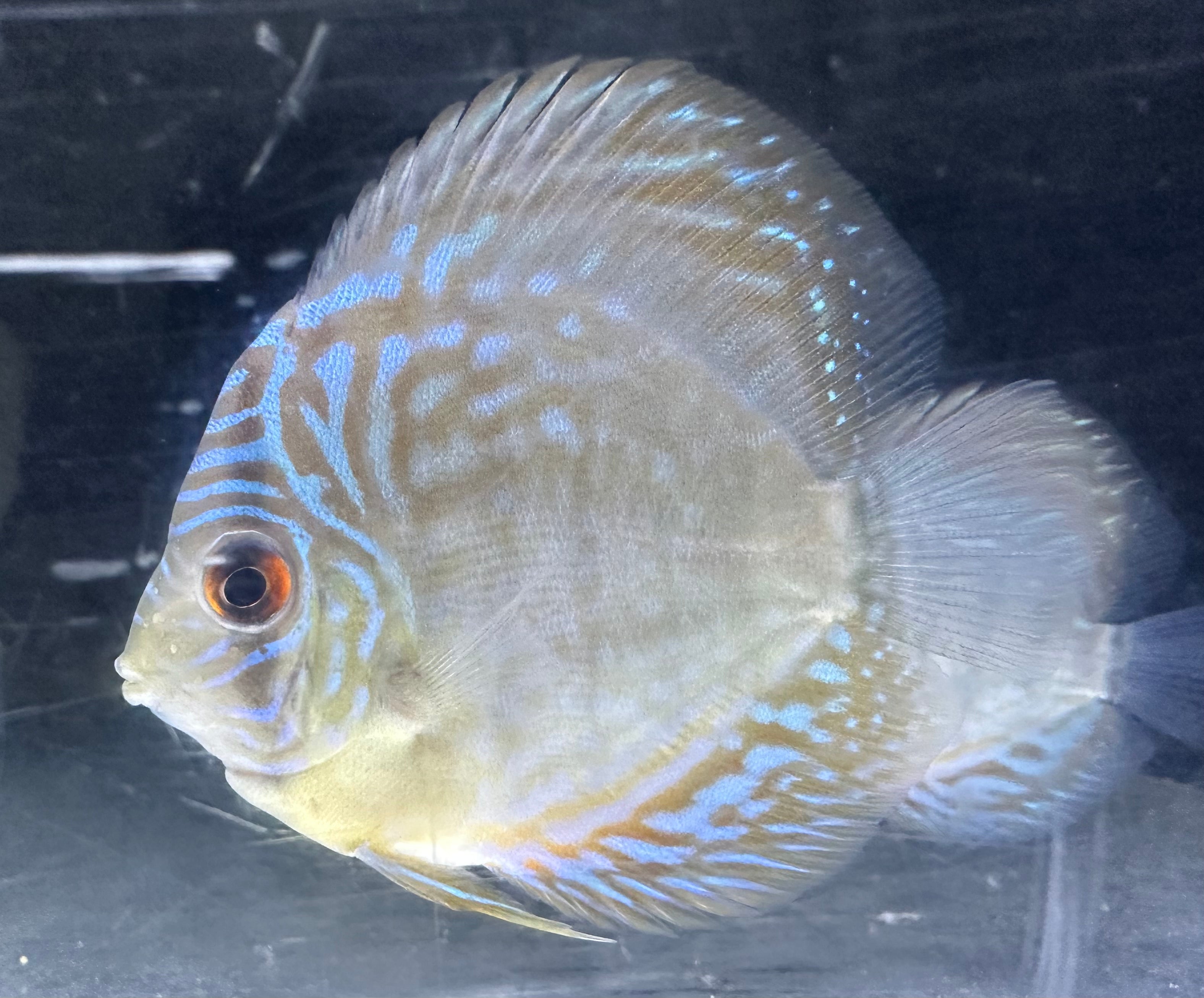 Blue Turquoise Discus (3”)