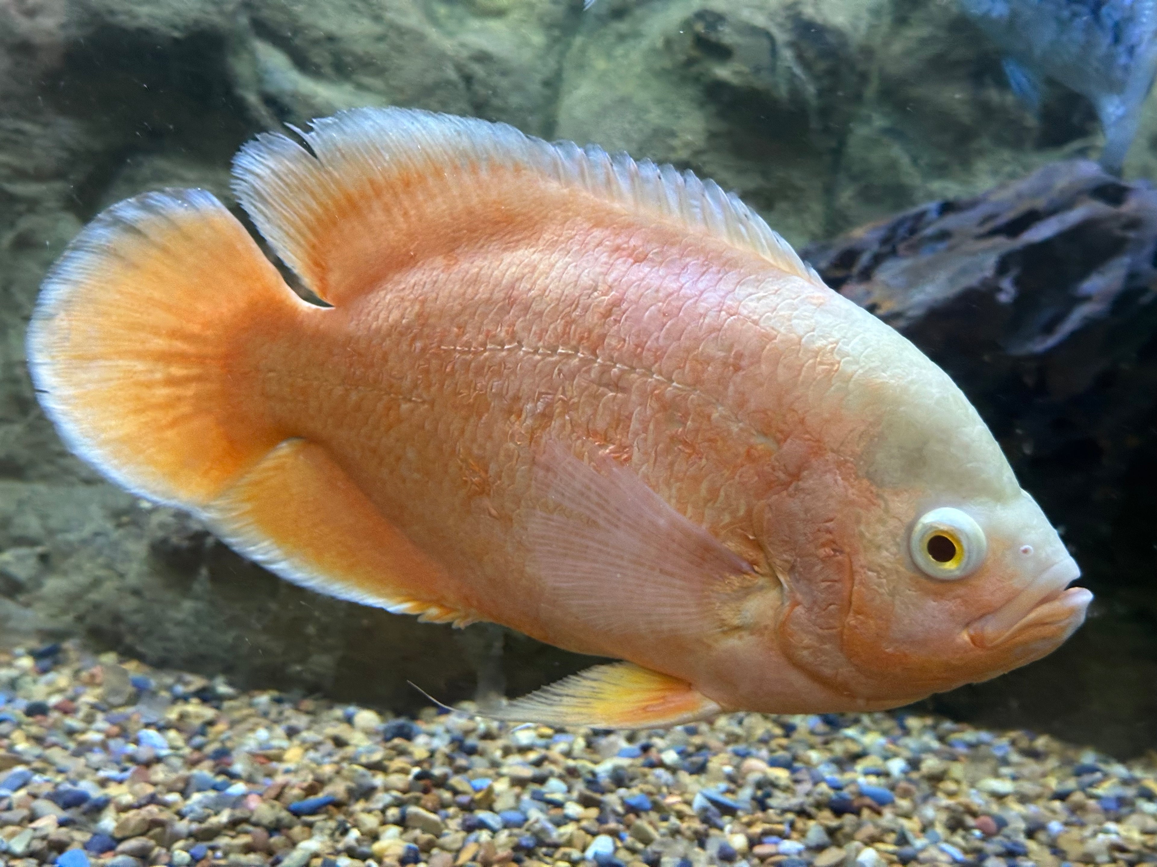 XL Chili Red Oscar (7.5-8”)