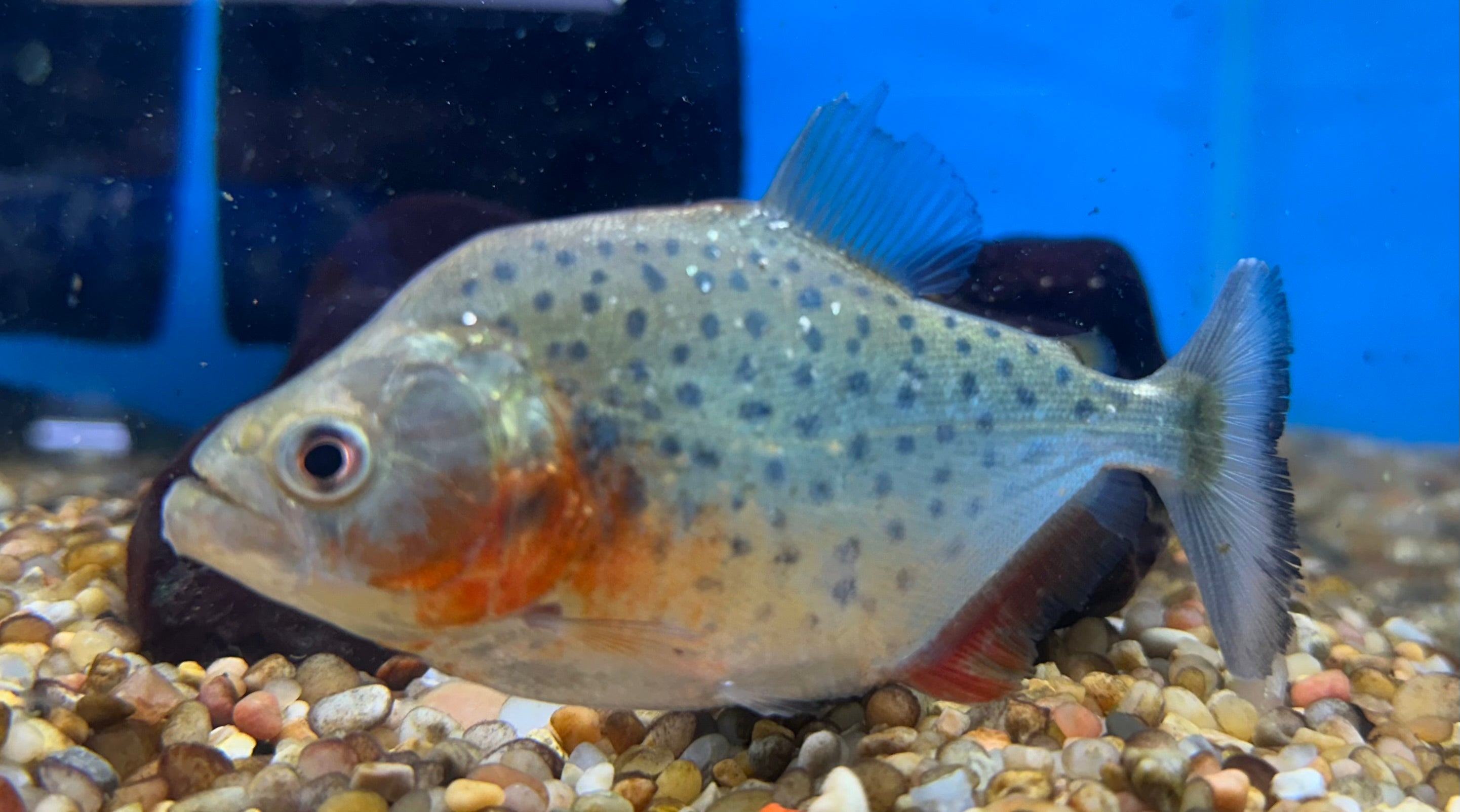 Sanchezi Piranha (3”)