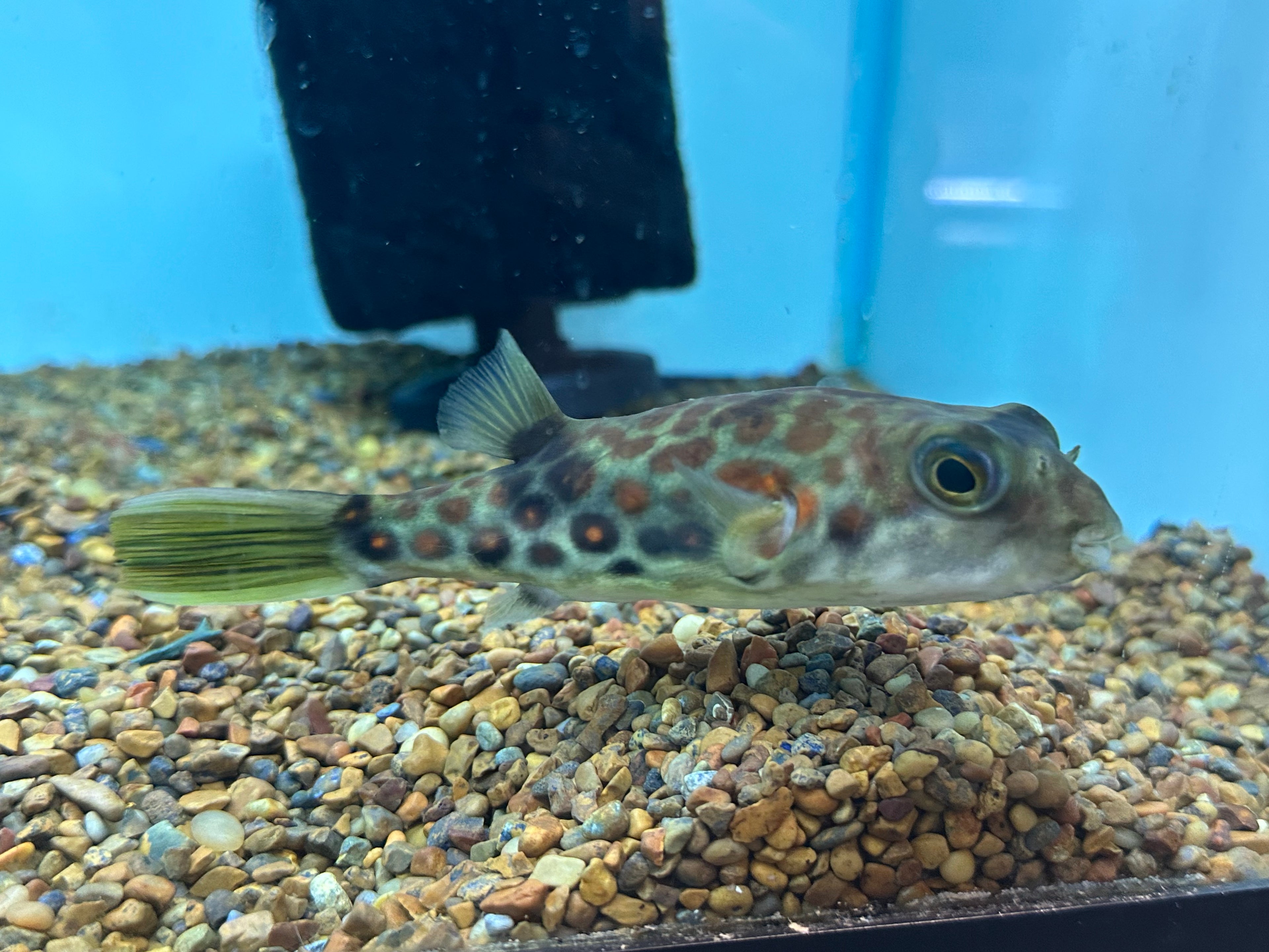 Cross River Puffer (6-6.5”)
