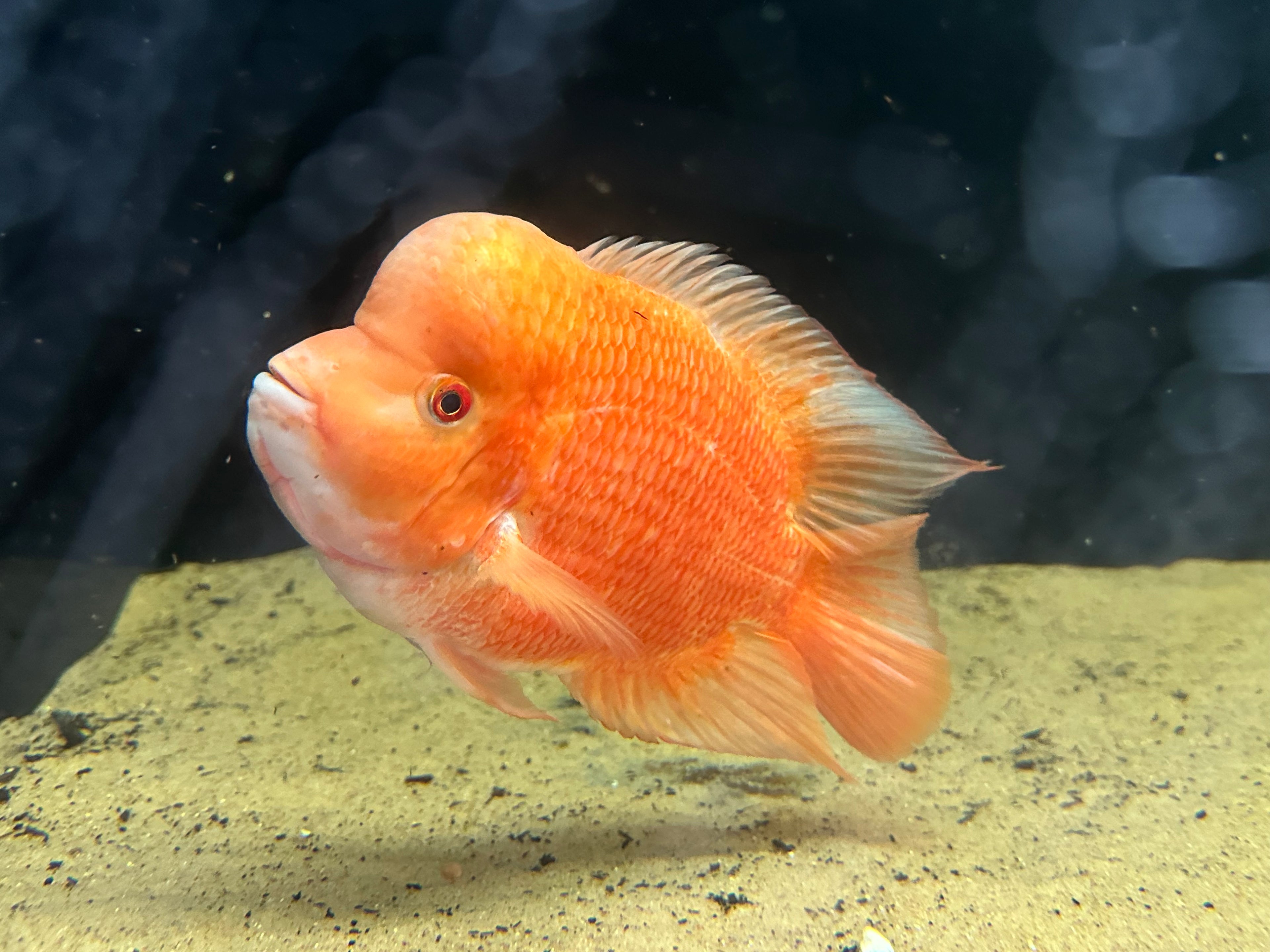 XL Mammon Hybrid Cichlid (9-10”)