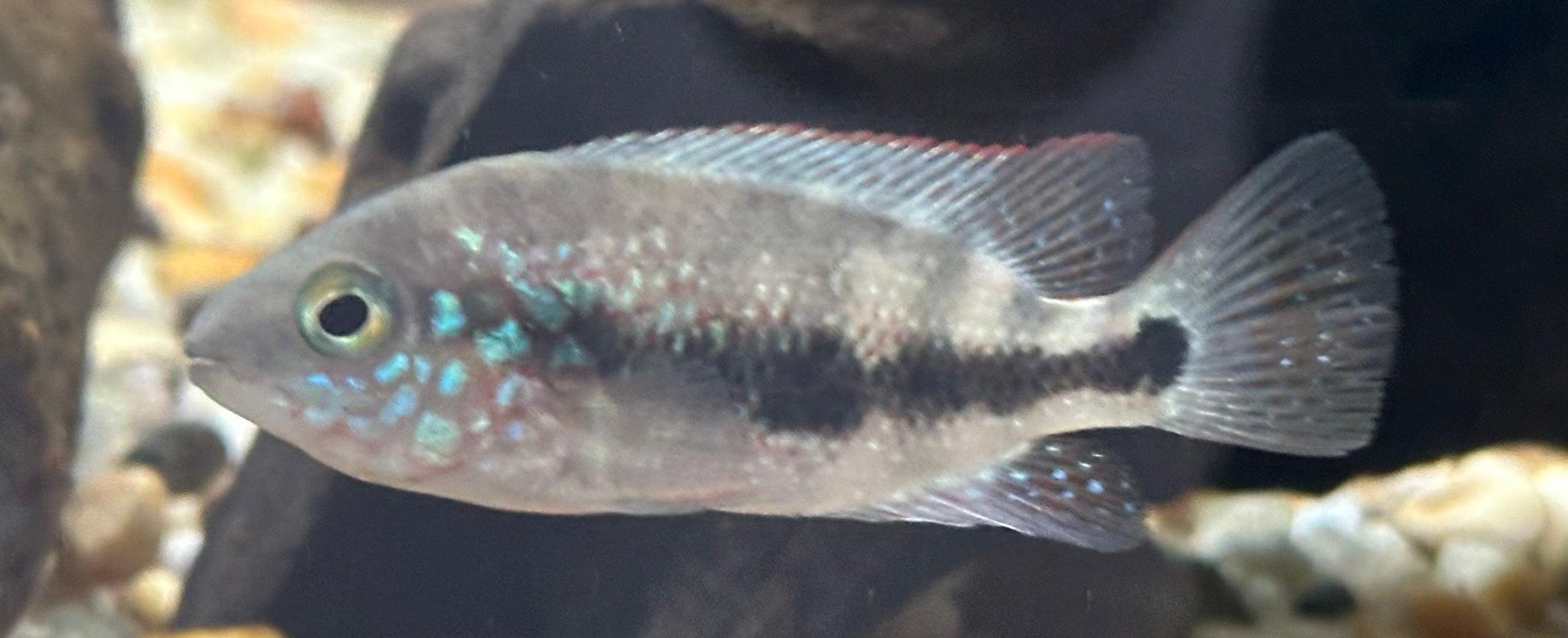 “Chuco micropthalmus” Cichlid (2-2.5”)