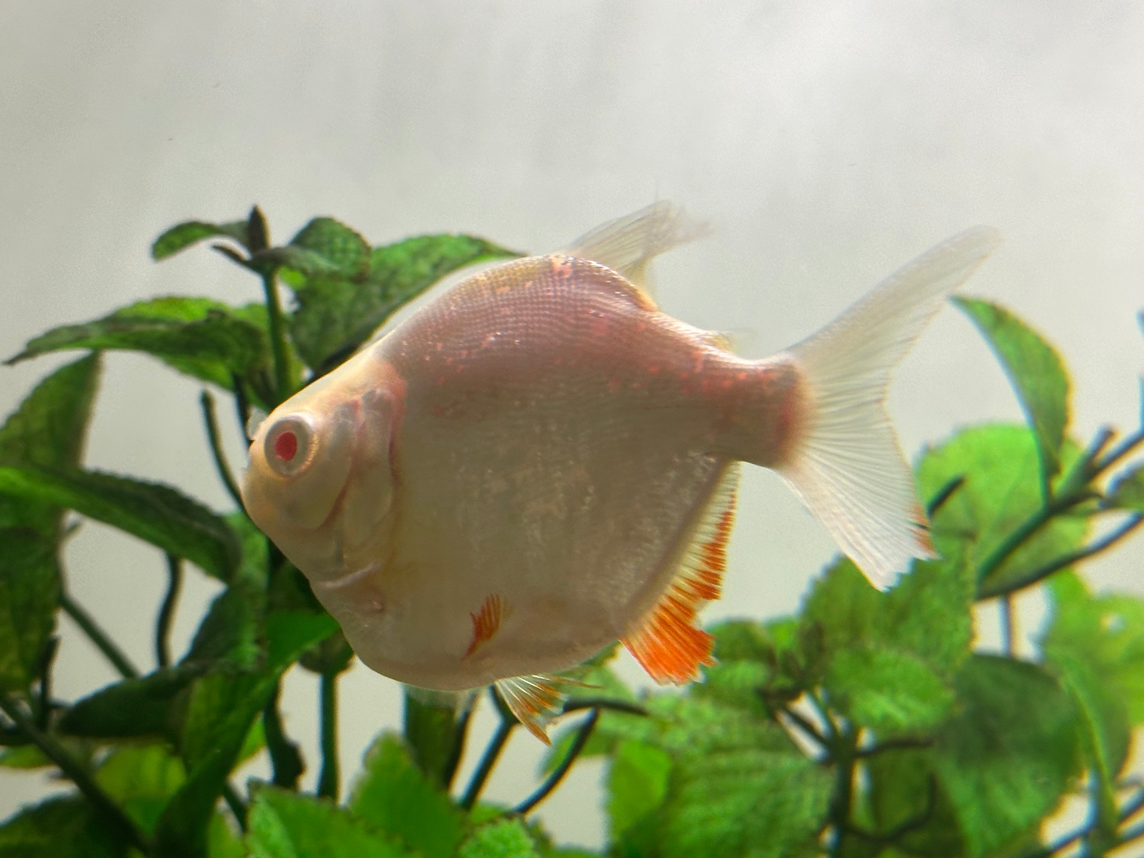 Super Shortbody Albino Red Belly Pacu (3.5-4”)