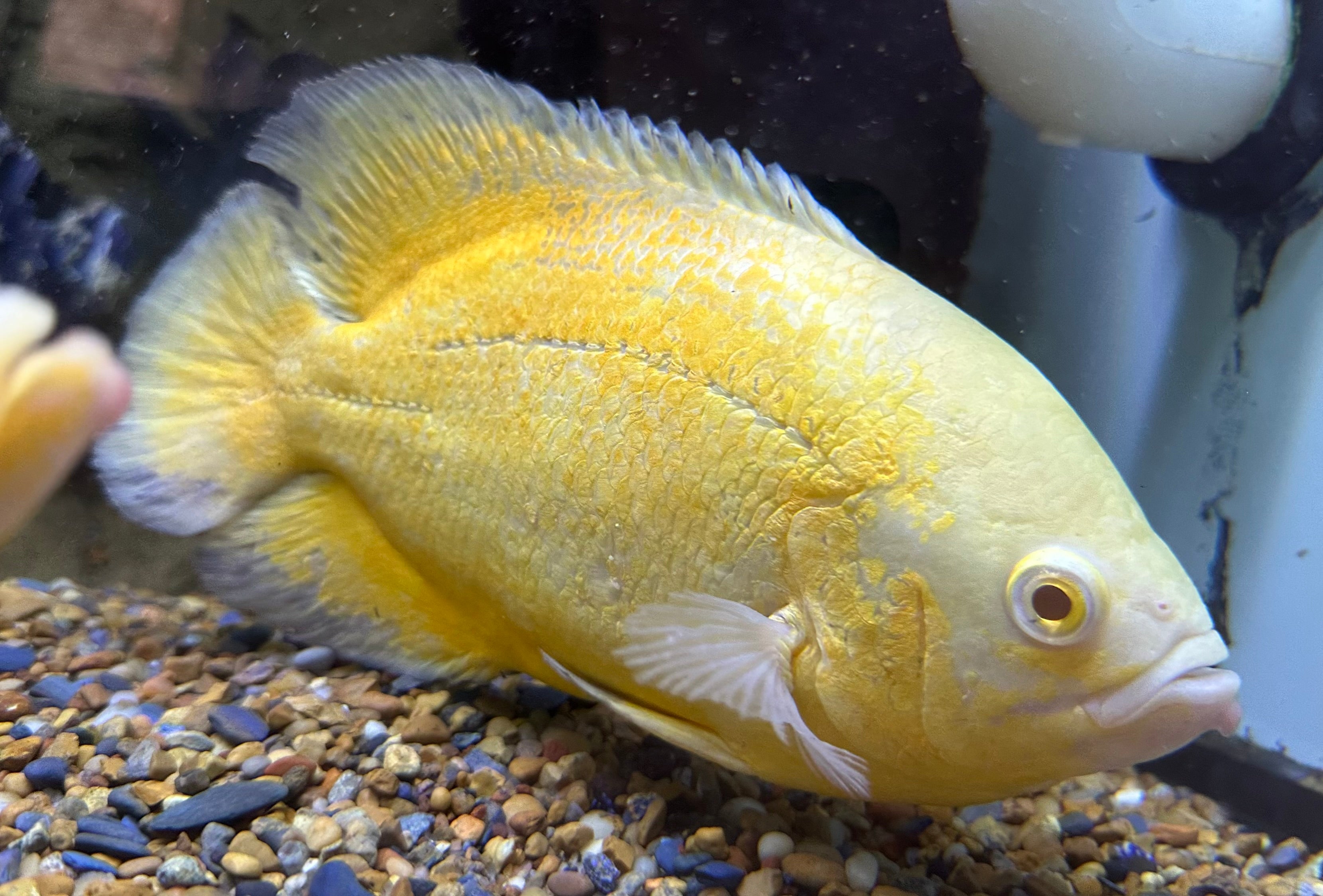 XL Lemon Oscar (7-8”)