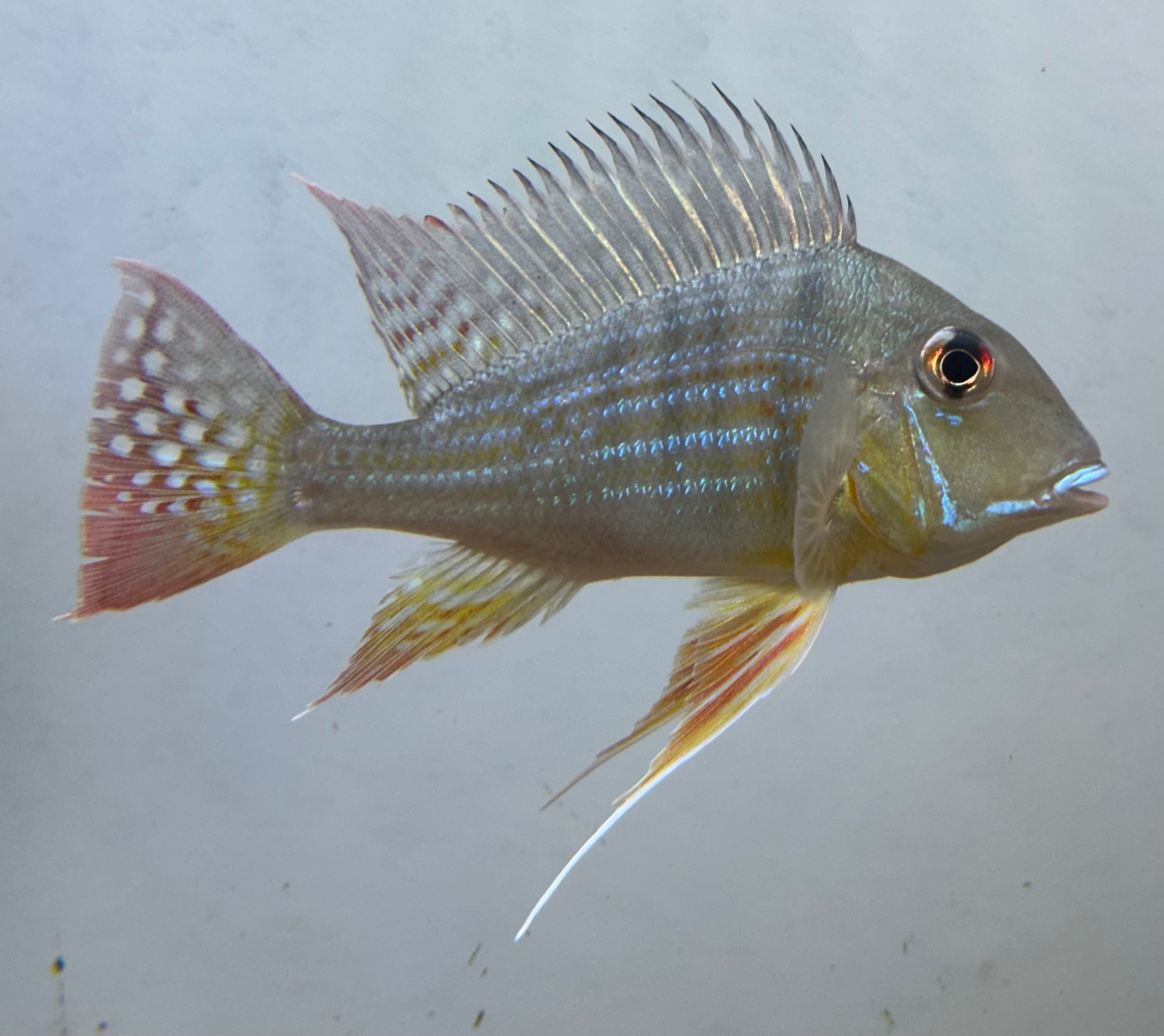 LARGE Surinamensis Geophagus Cichlid (5”)