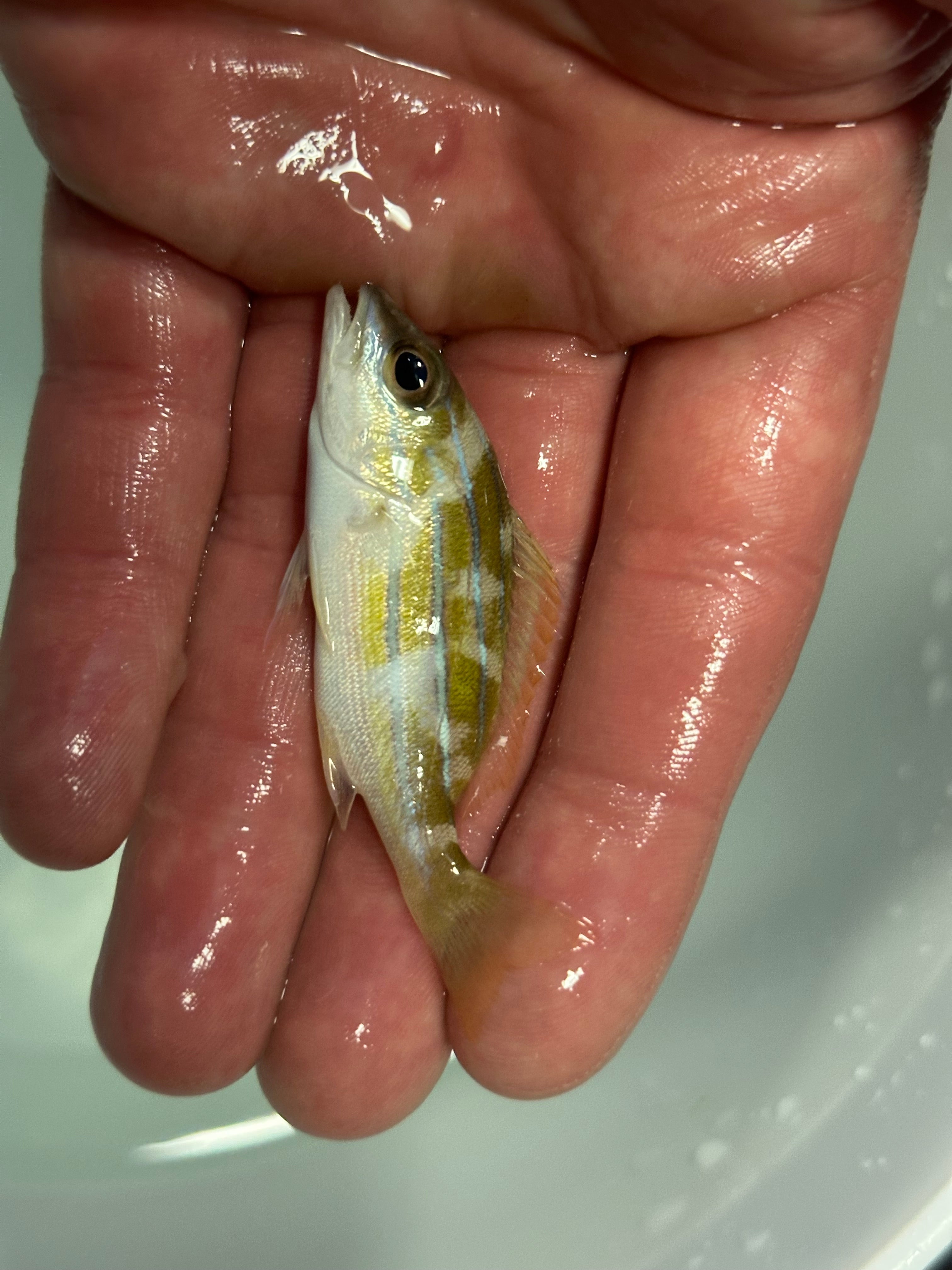 Blue Line Snapper (2”)