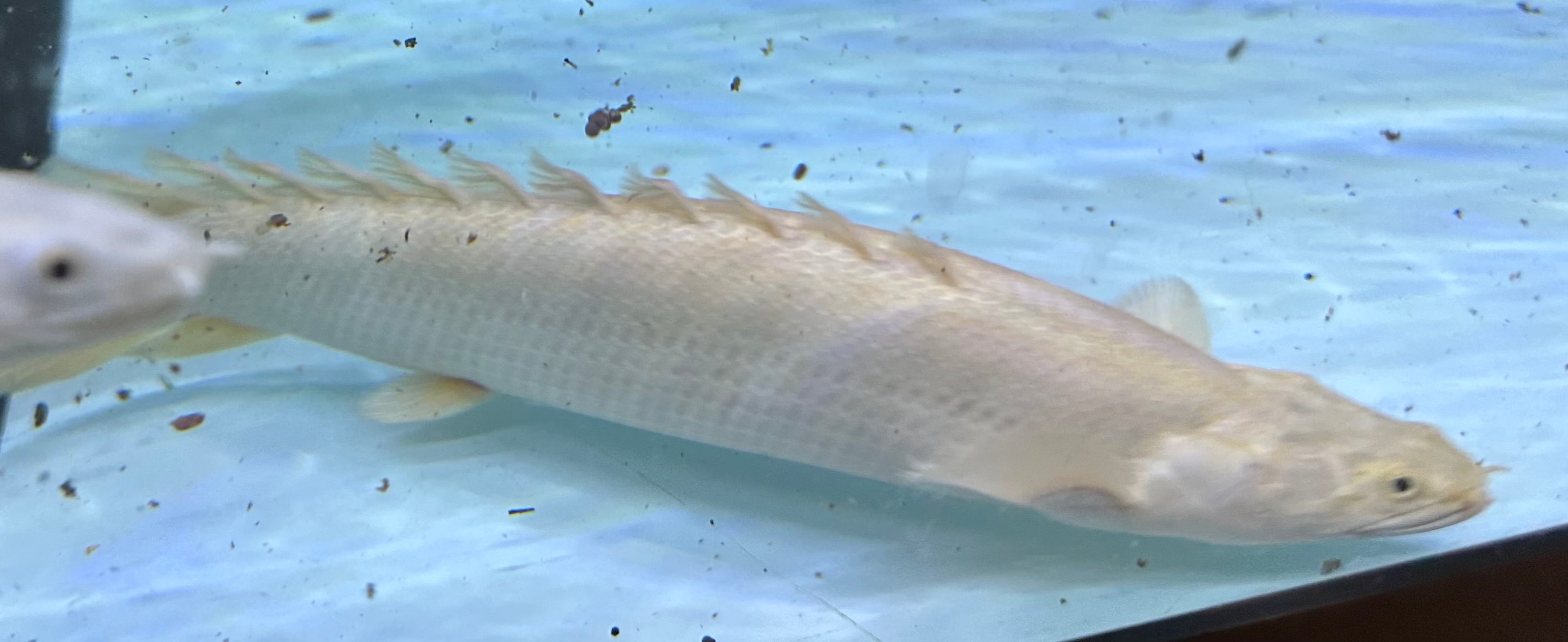 LARGE Platinum Endlicheri Polypterus (10-11”)