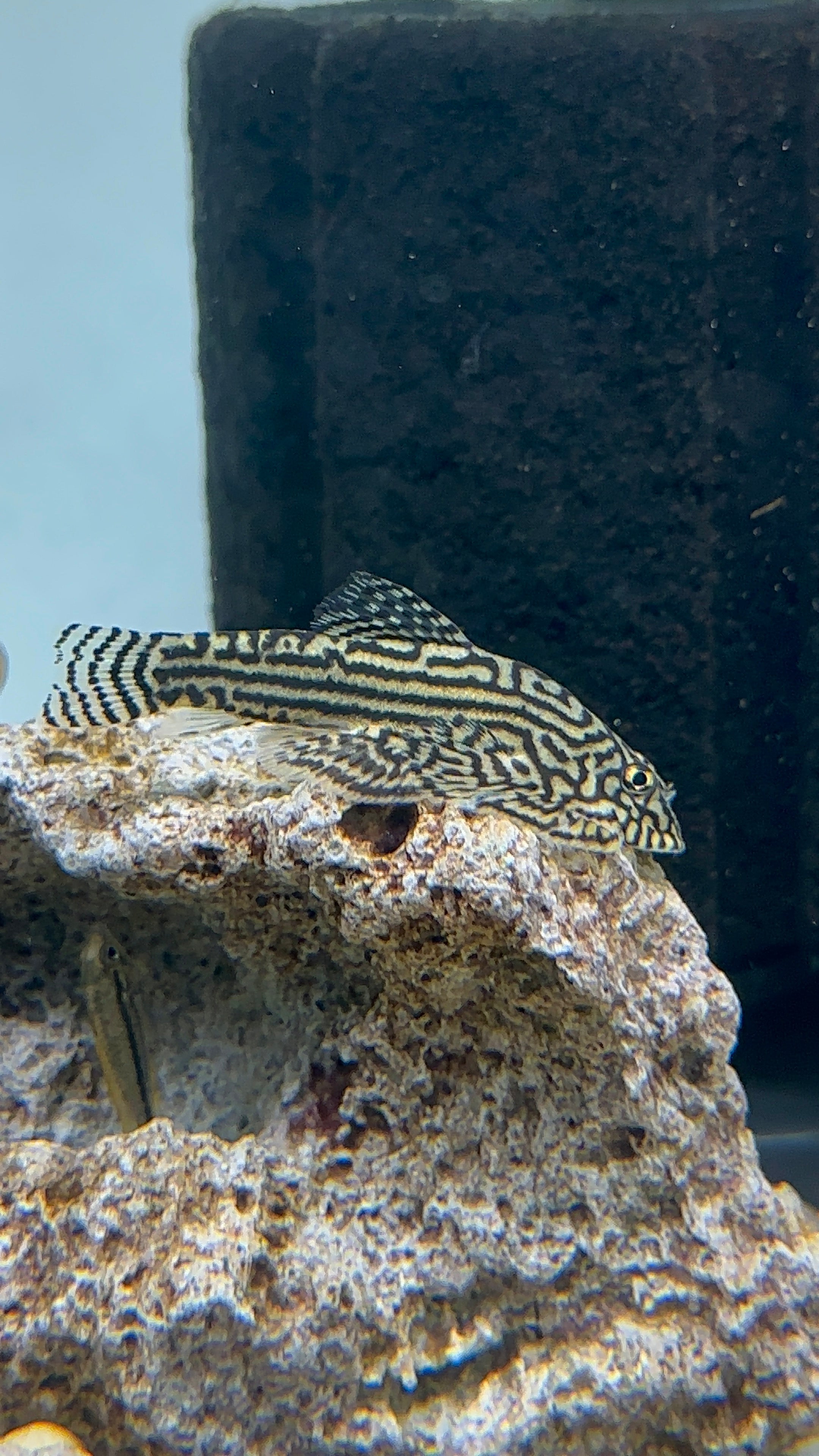 Reticulated Hillstream Loach (1.75-2”)