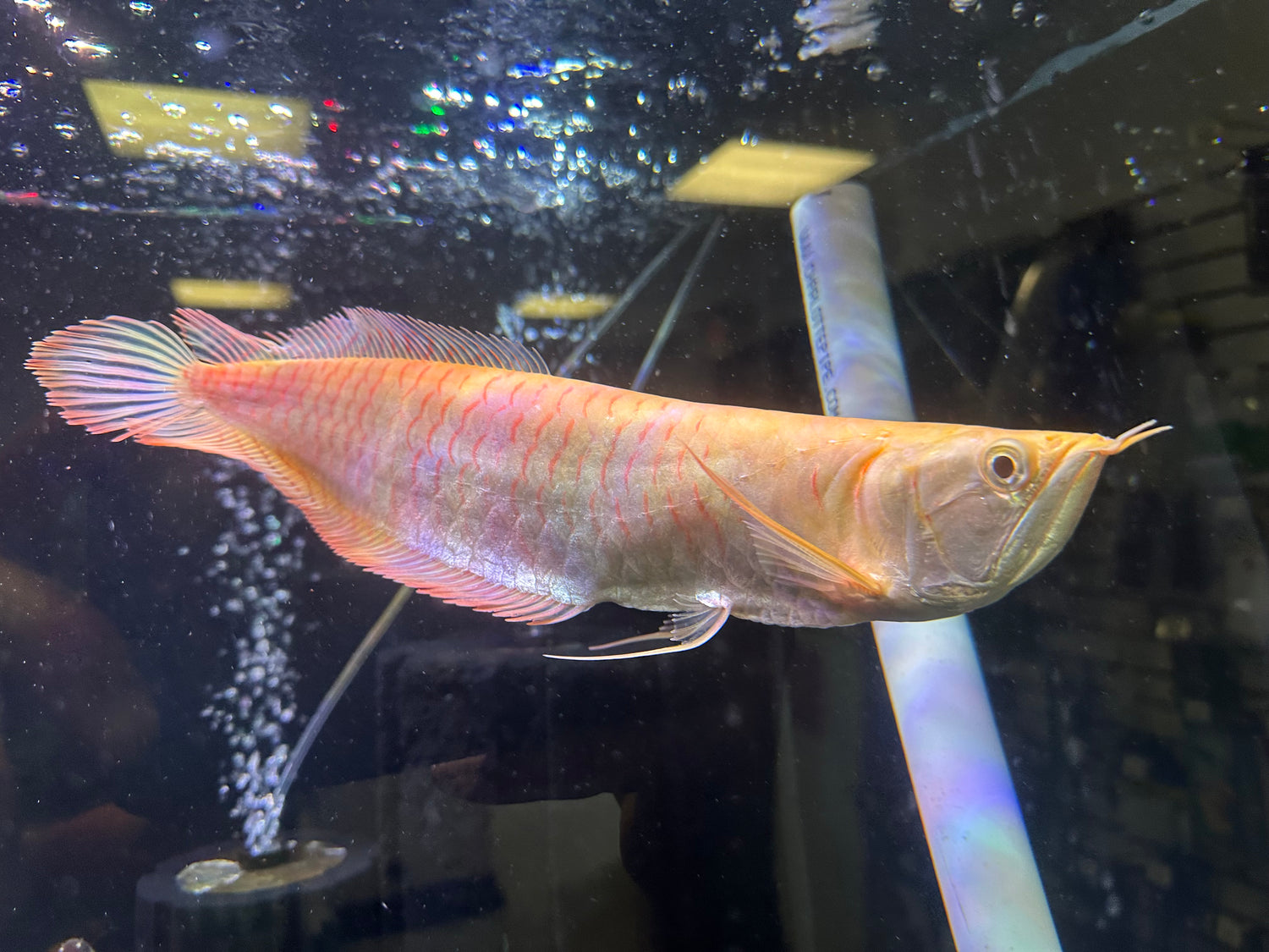 LARGE Albino Silver Arowana (13.5-14”)