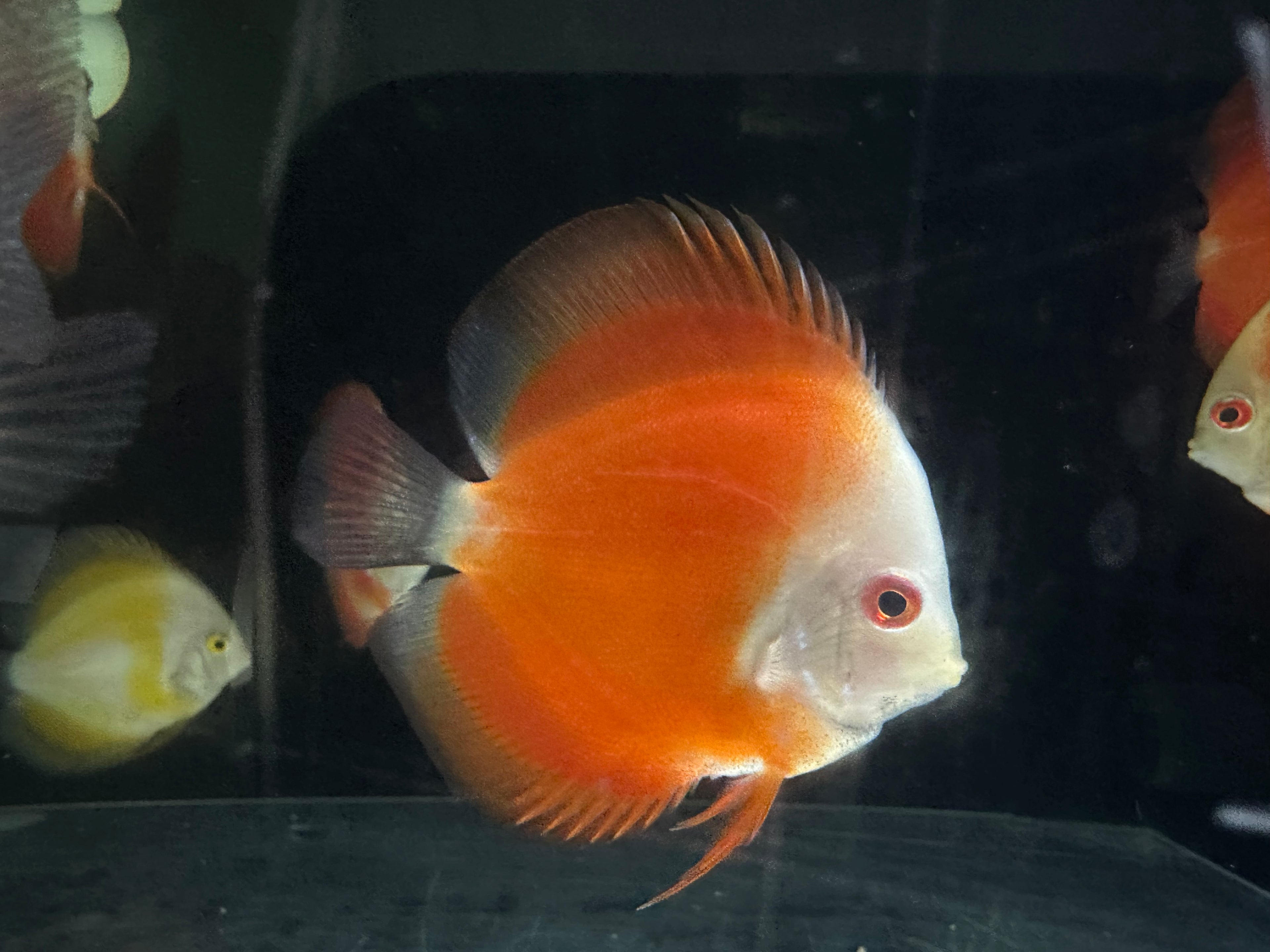 Royal Red Discus (3”)
