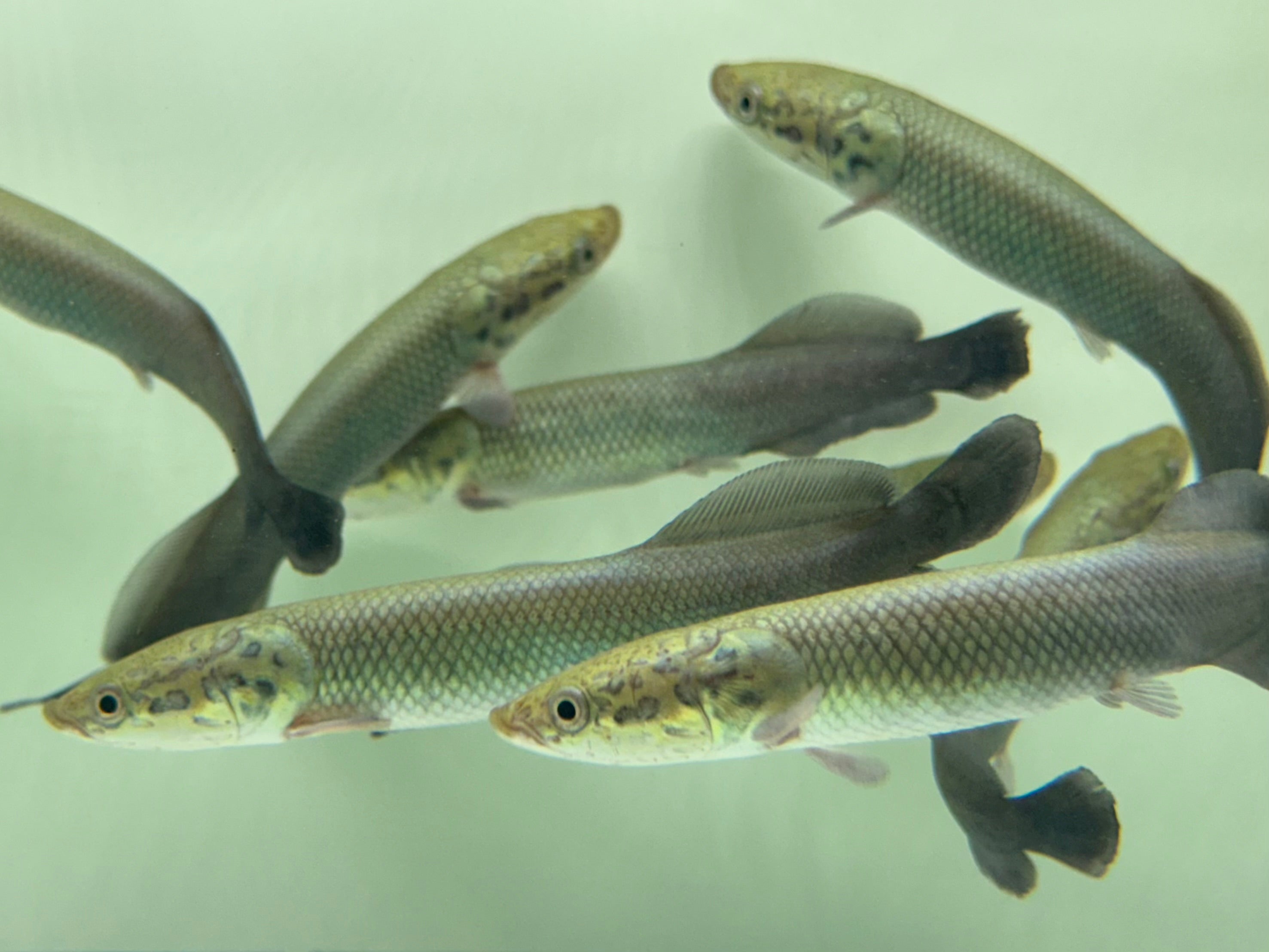 Arapaima (5-6”)