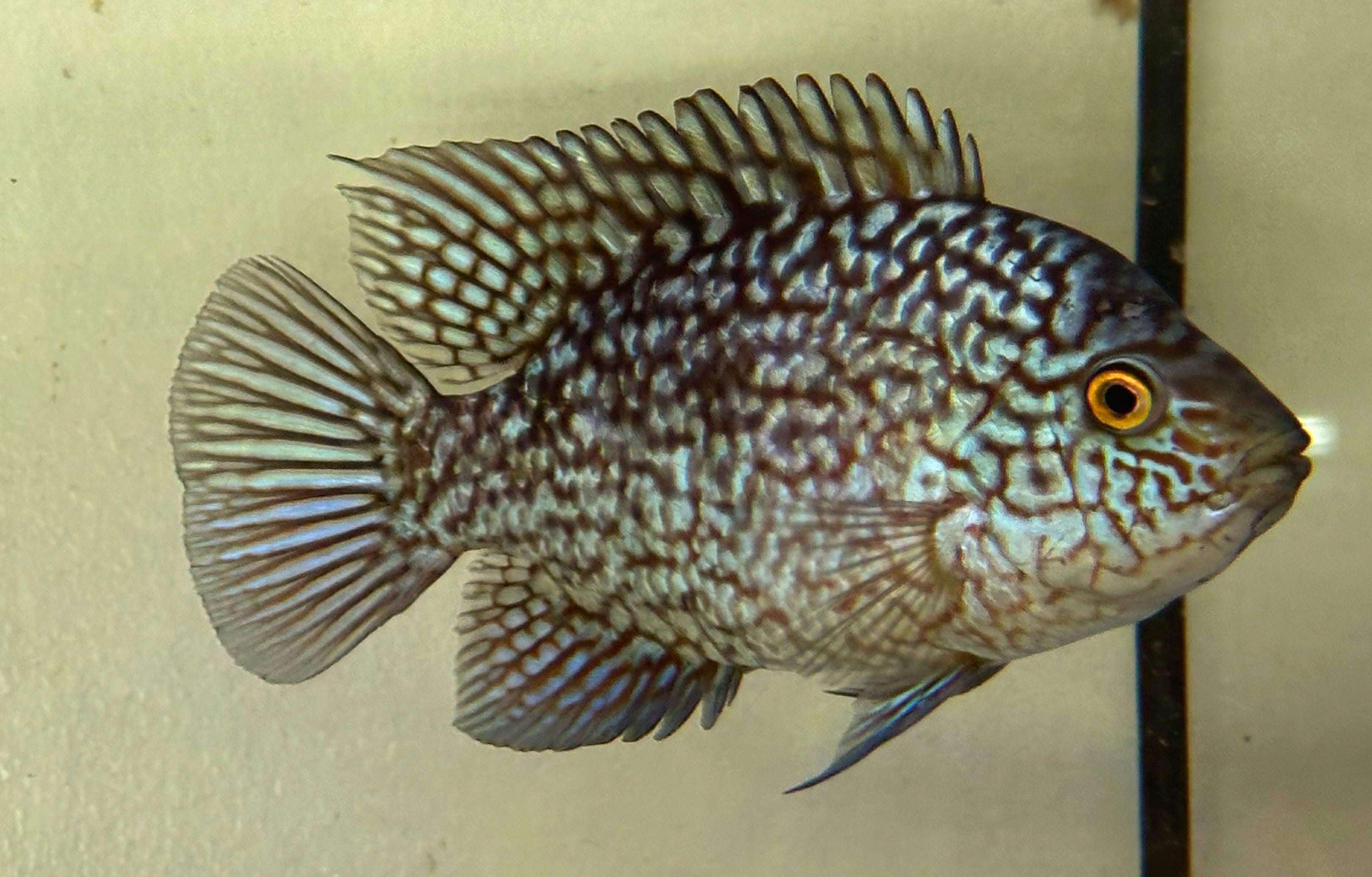 Carpintis Cichlid (5”)