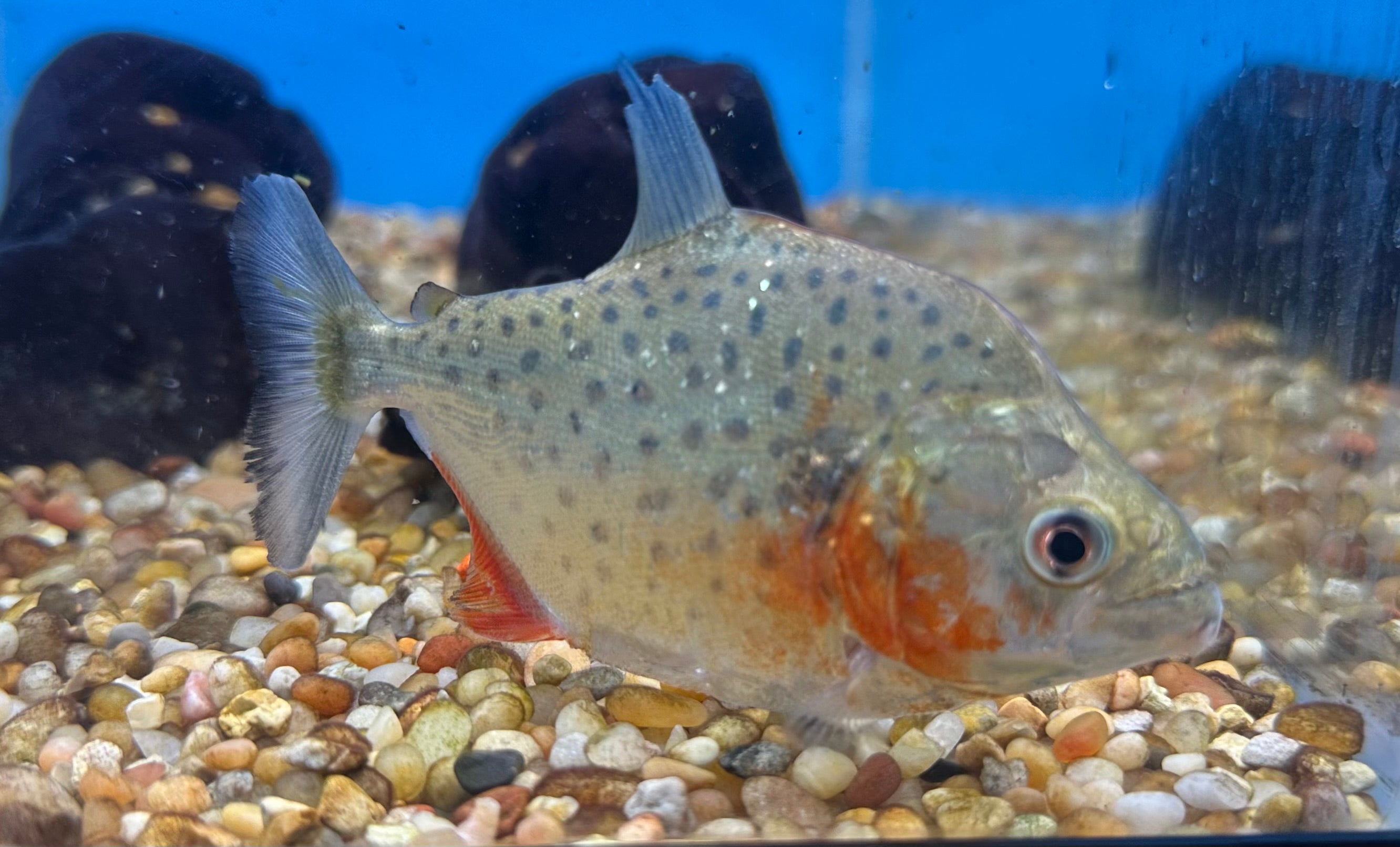 Sanchezi Piranha (3”)
