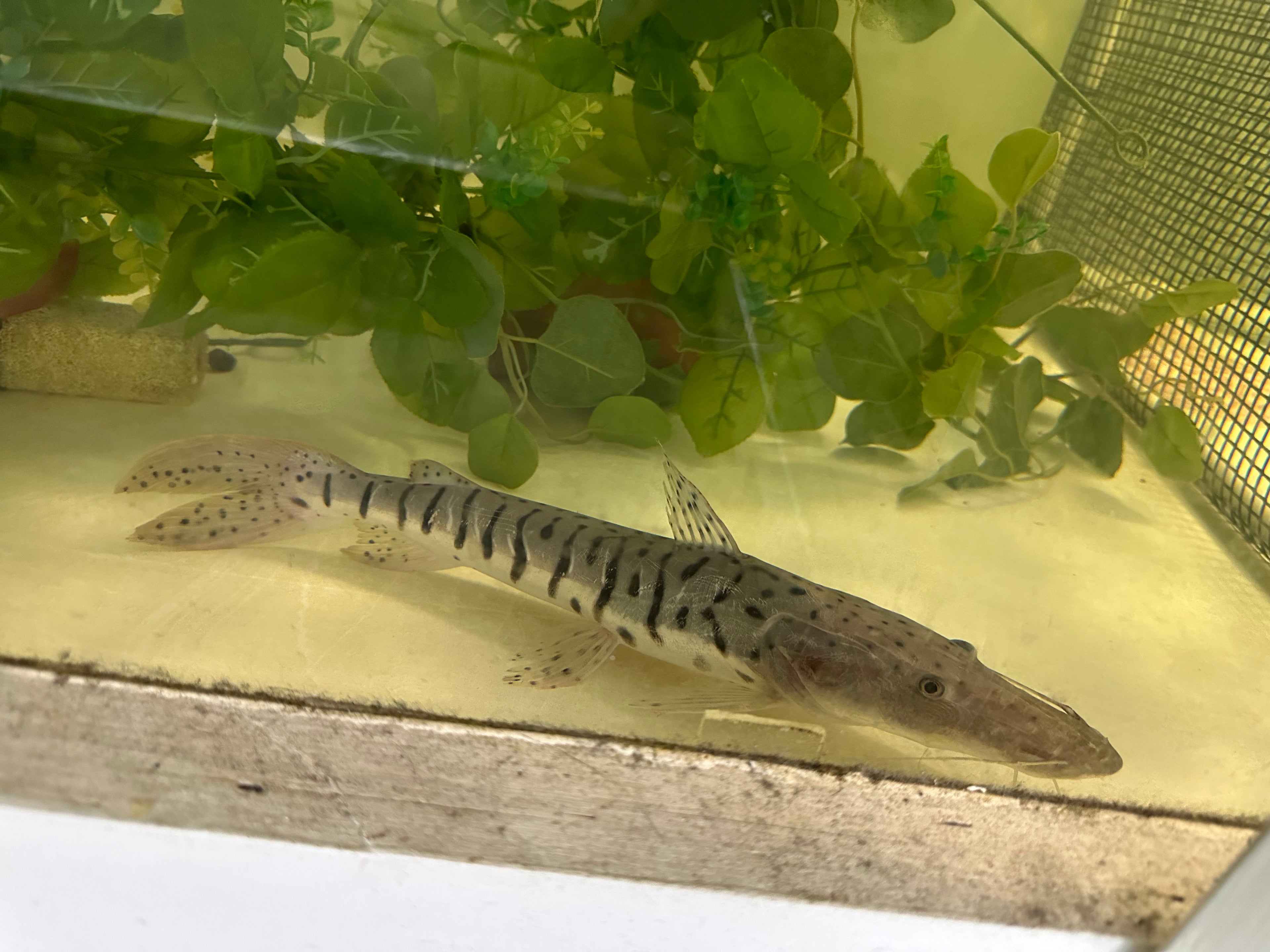 XXL Tiger Shovelnose Catfish (16”+)
