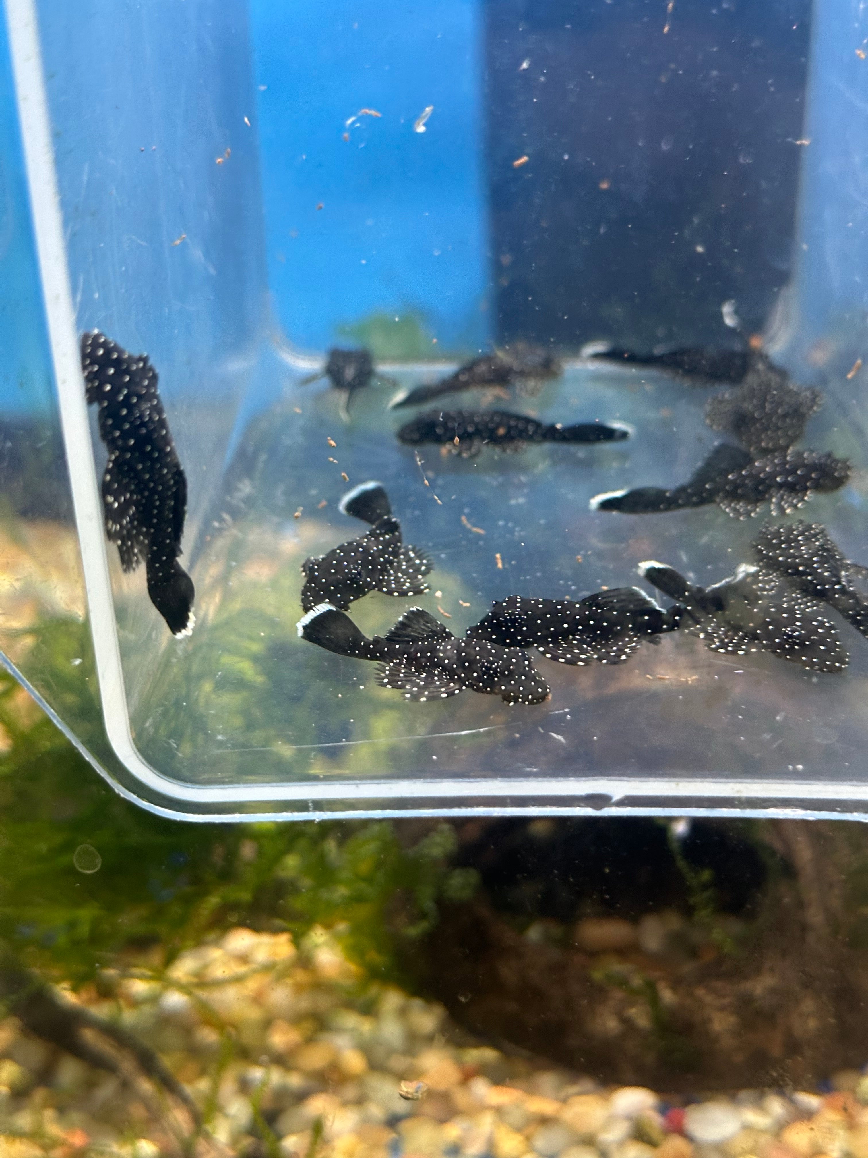 L181 Peppermint Bushynose Pleco (1.25”)