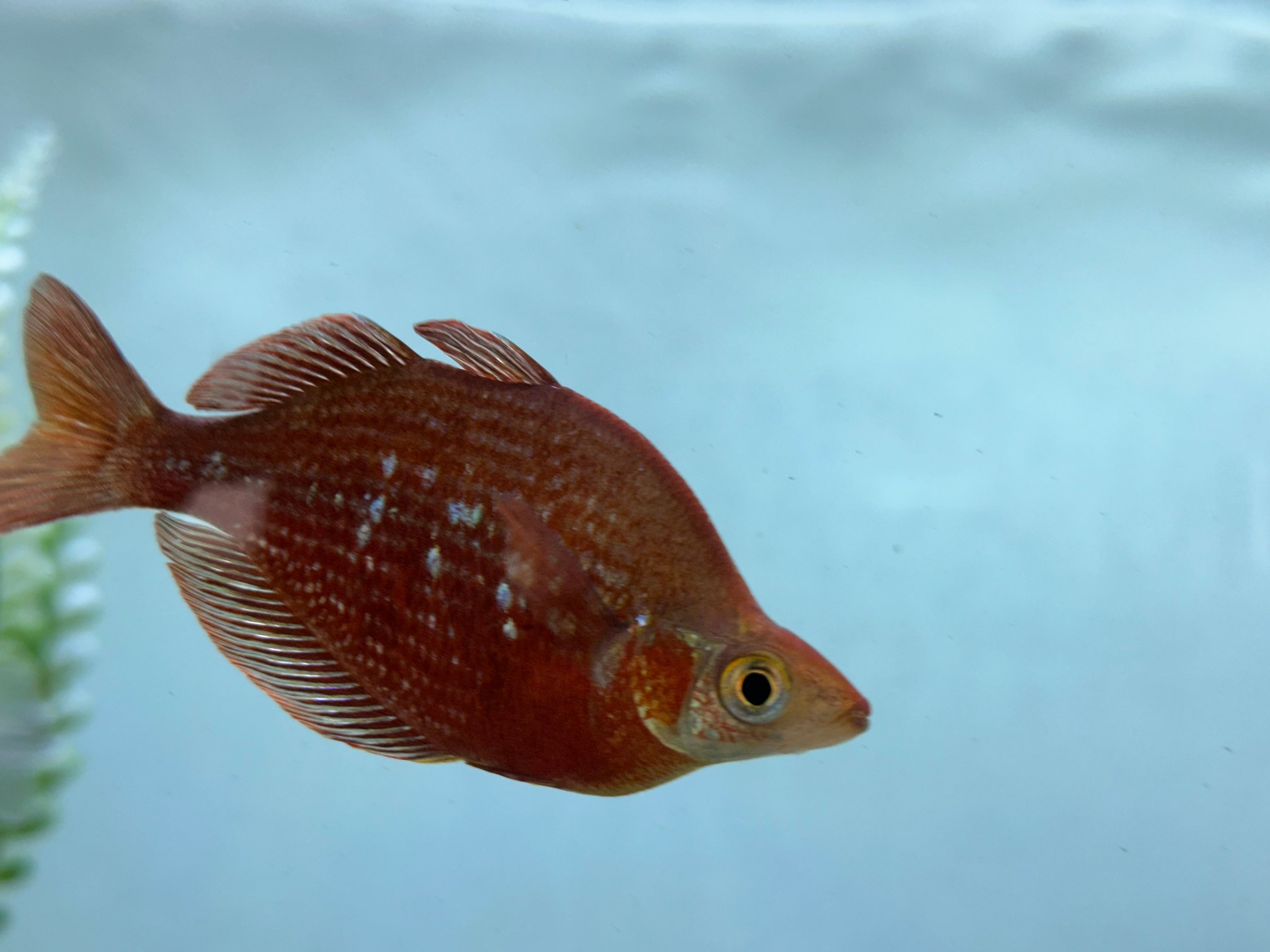 LARGE Male Red Millenium Rainbow (4”)