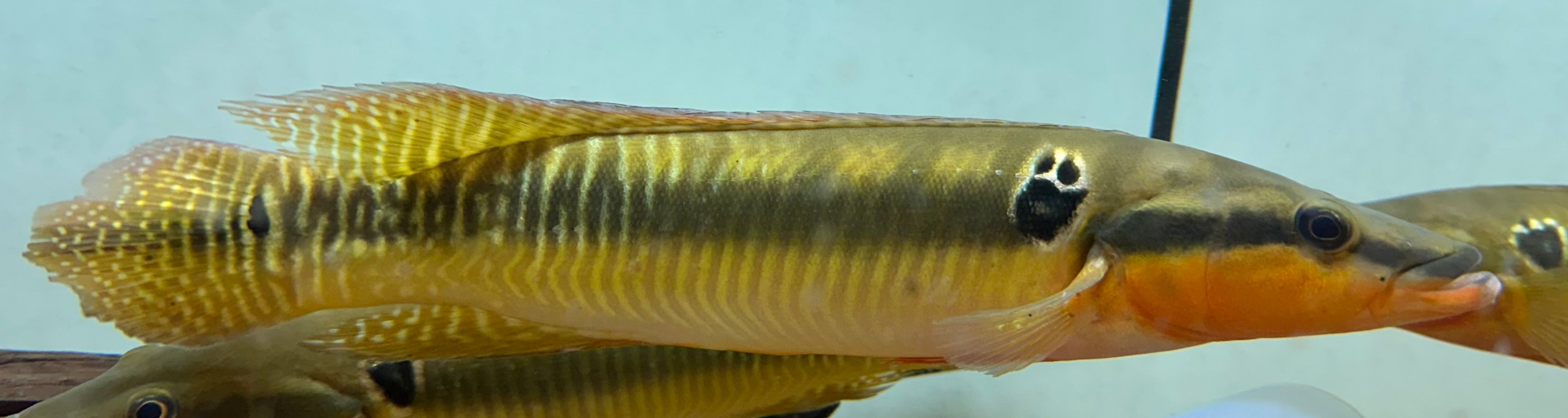 Zebrina Pike Cichlid (10”)