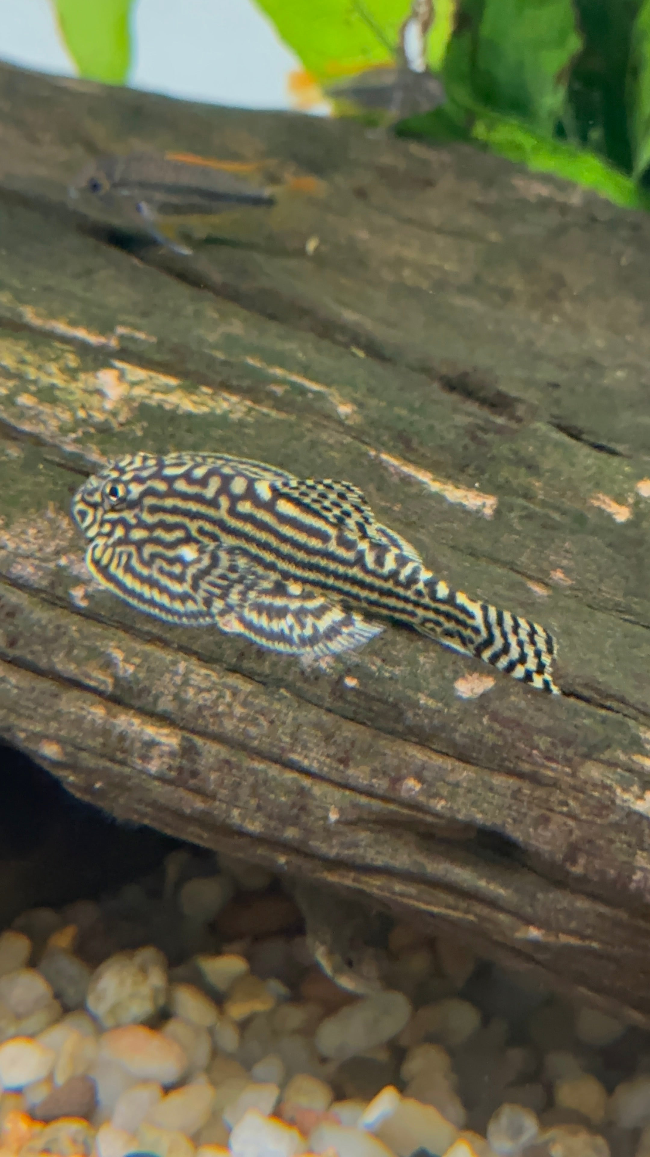 Reticulated Hillstream Loach (1.75-2”)