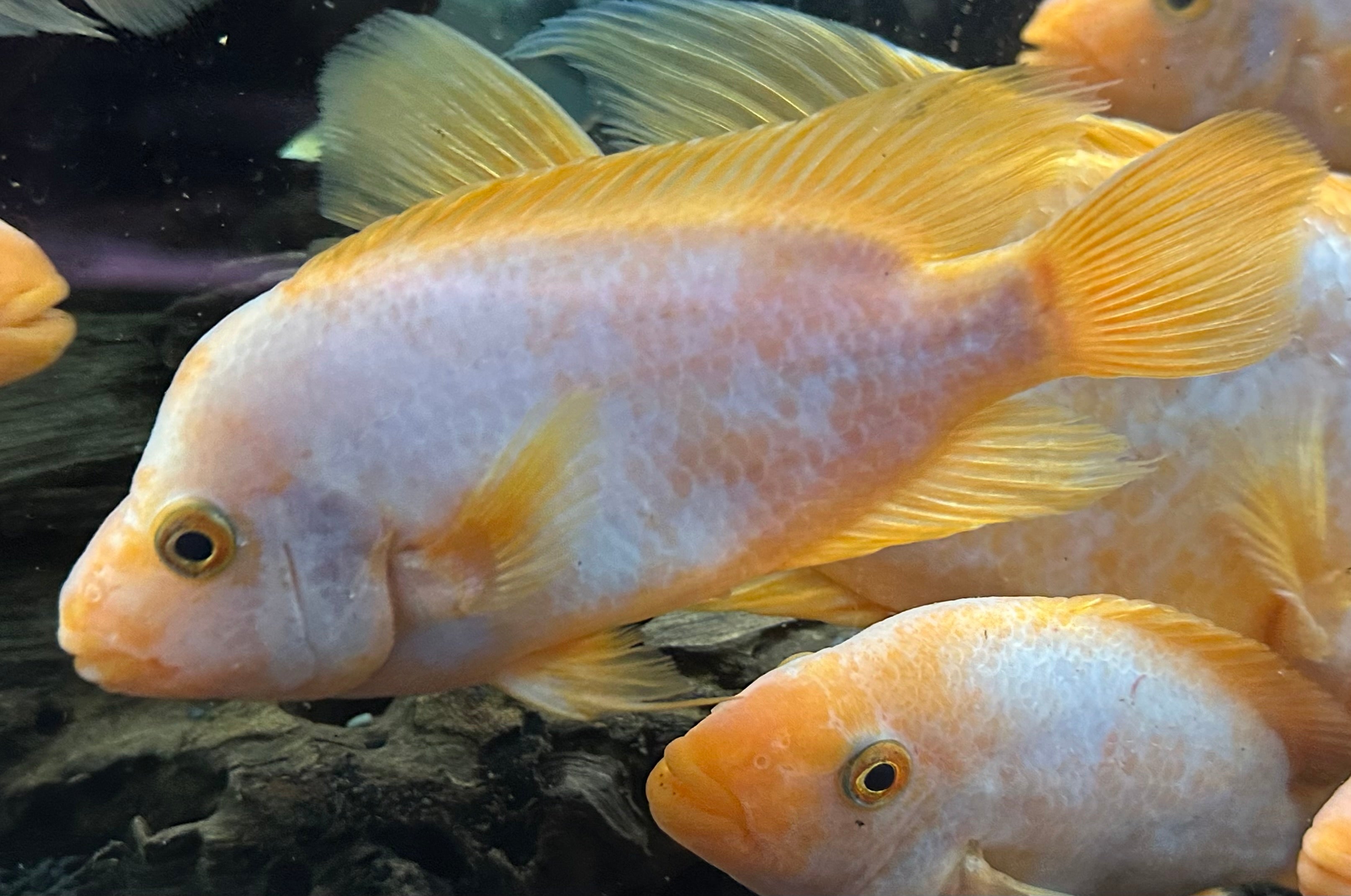 Creamsickle Midas (6-7”)