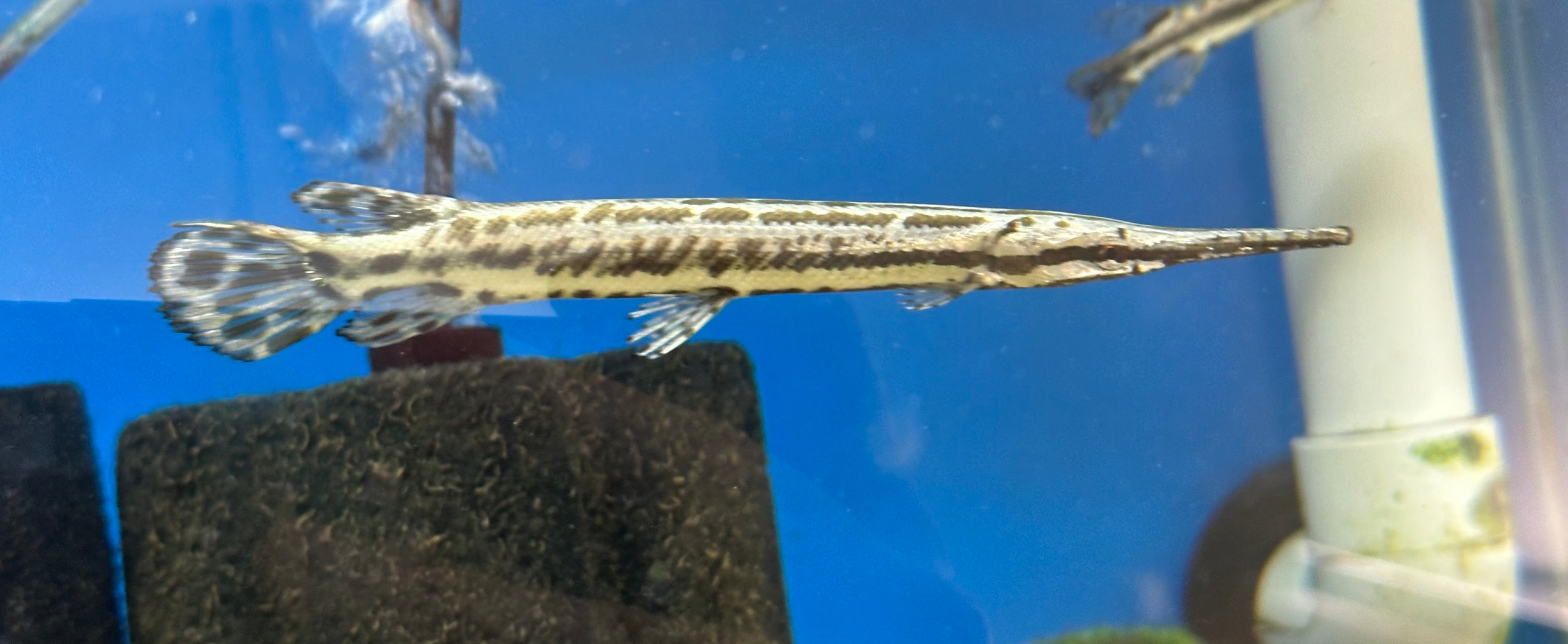Gar de Florida (5-6”)