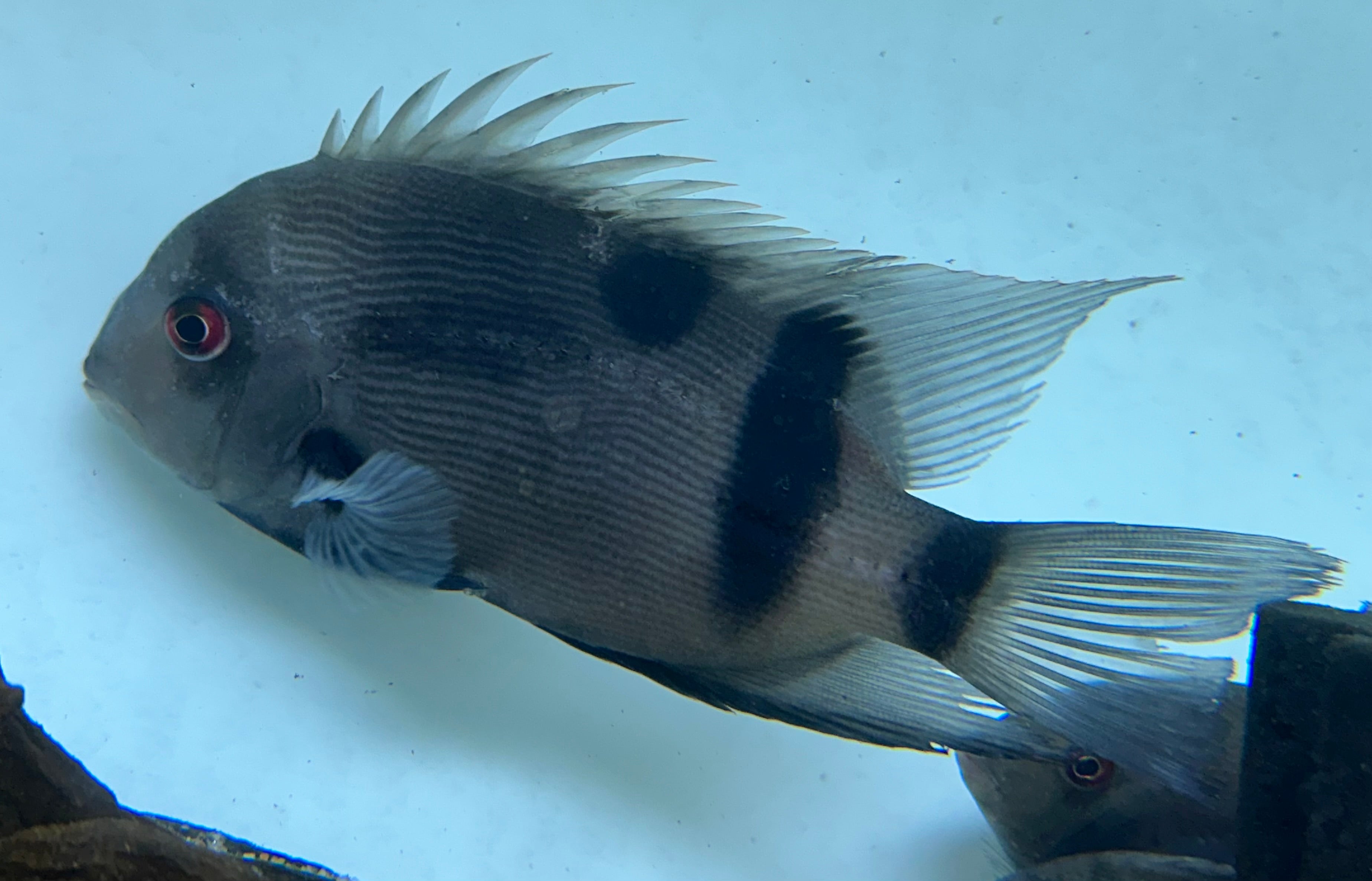 XL Panda Uaru (7-7.5”)