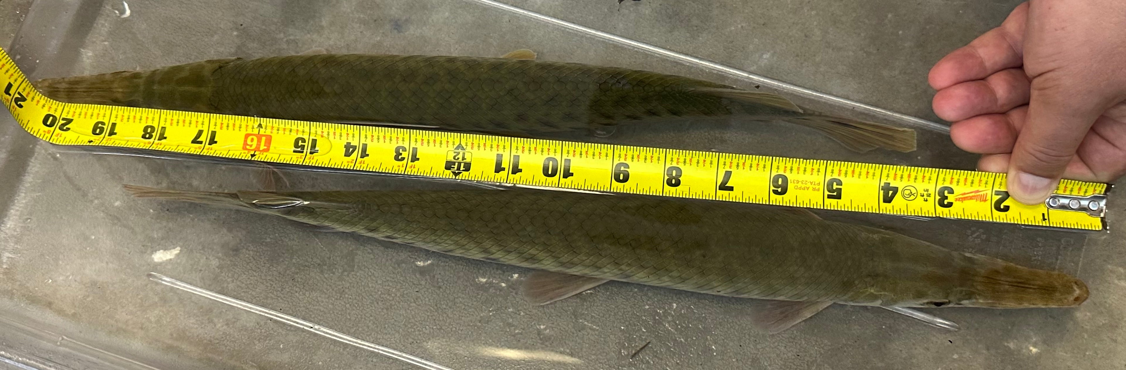 XL Florida Gar (18”+)
