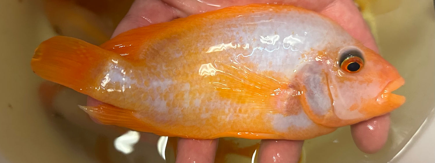 Creamsicle Midas Cichlid (6-8”)