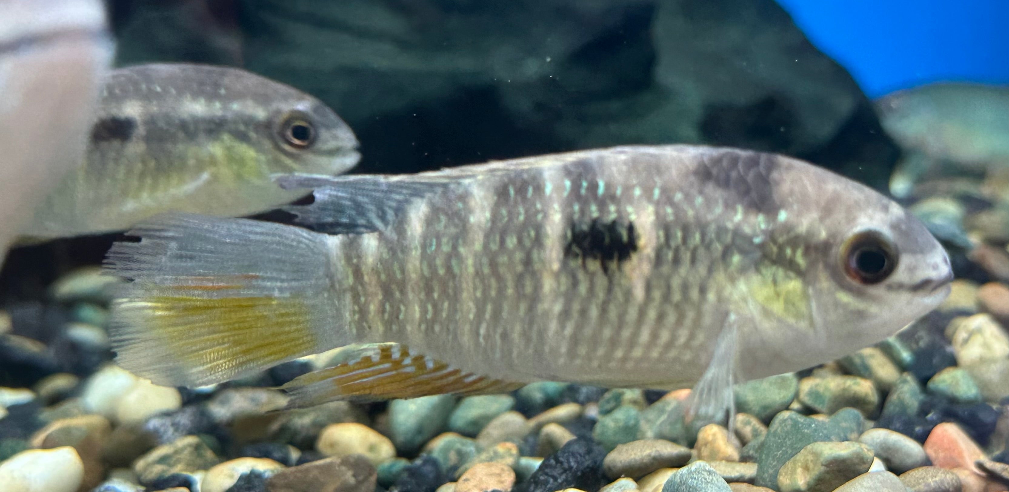 Yellow Acara Cichlid (2-2.5”)