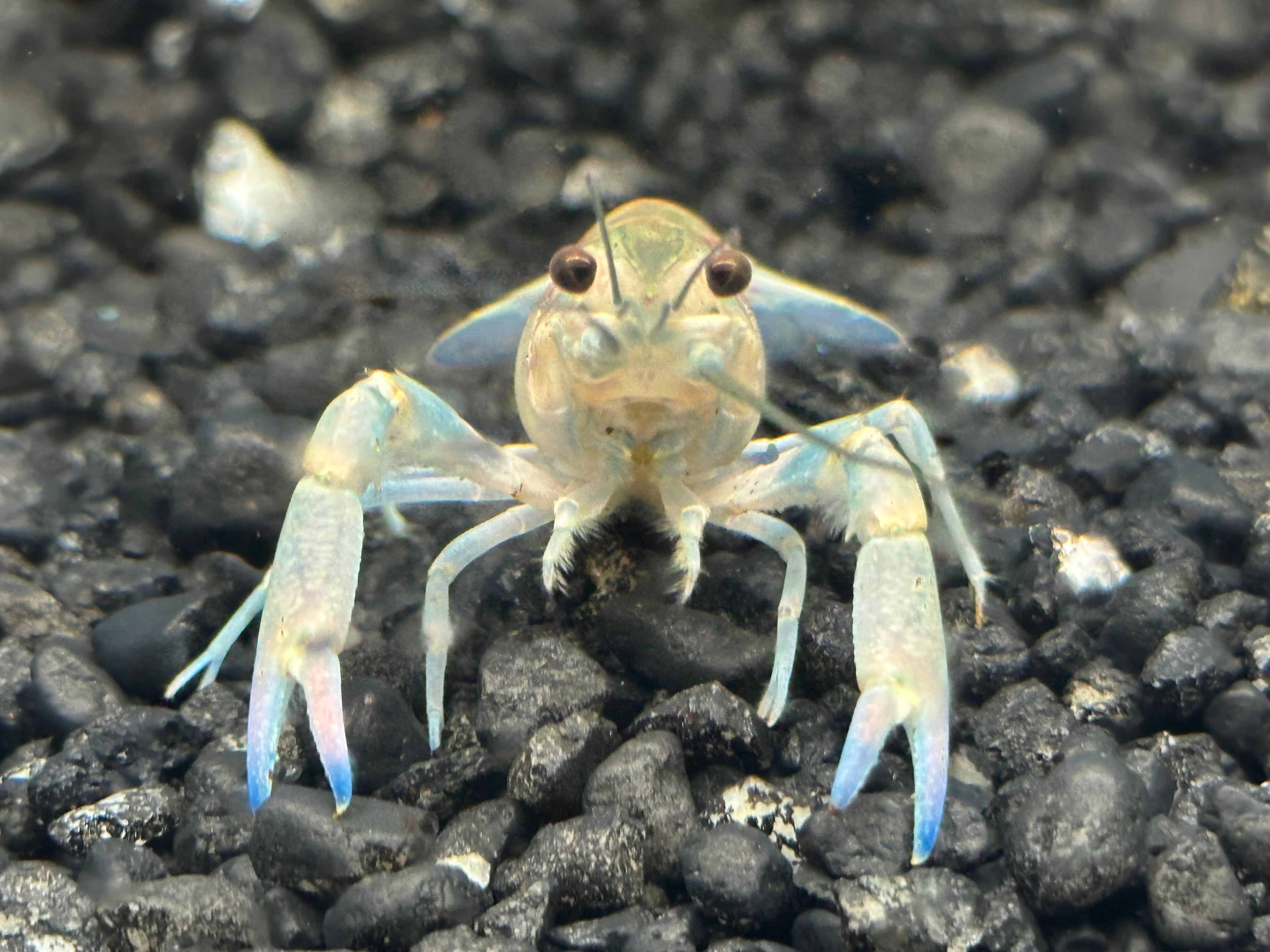 Australian Cherax Crayfish (2.5-3”)